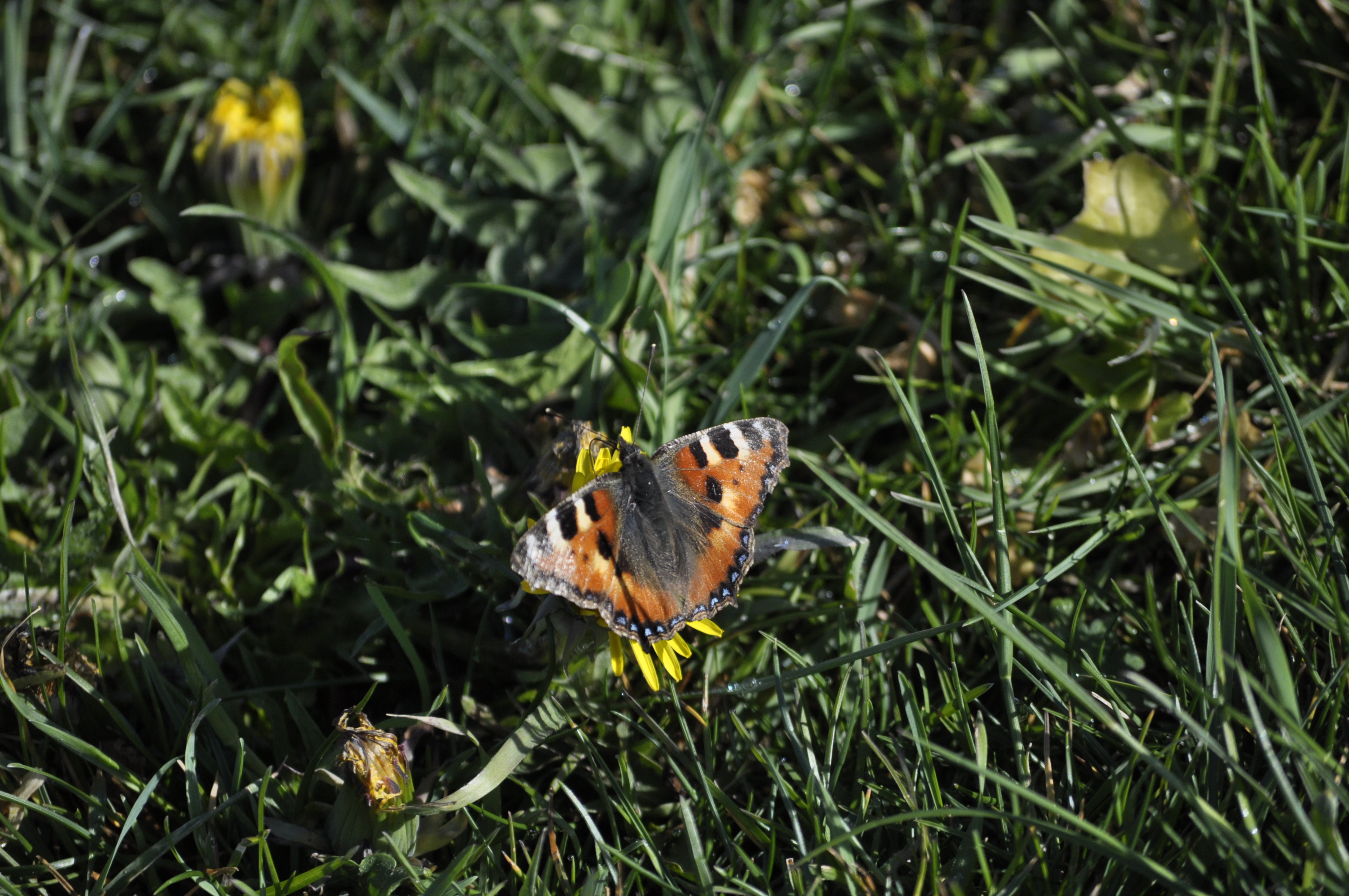 Nældens takvinge i Helligkorsparken. 