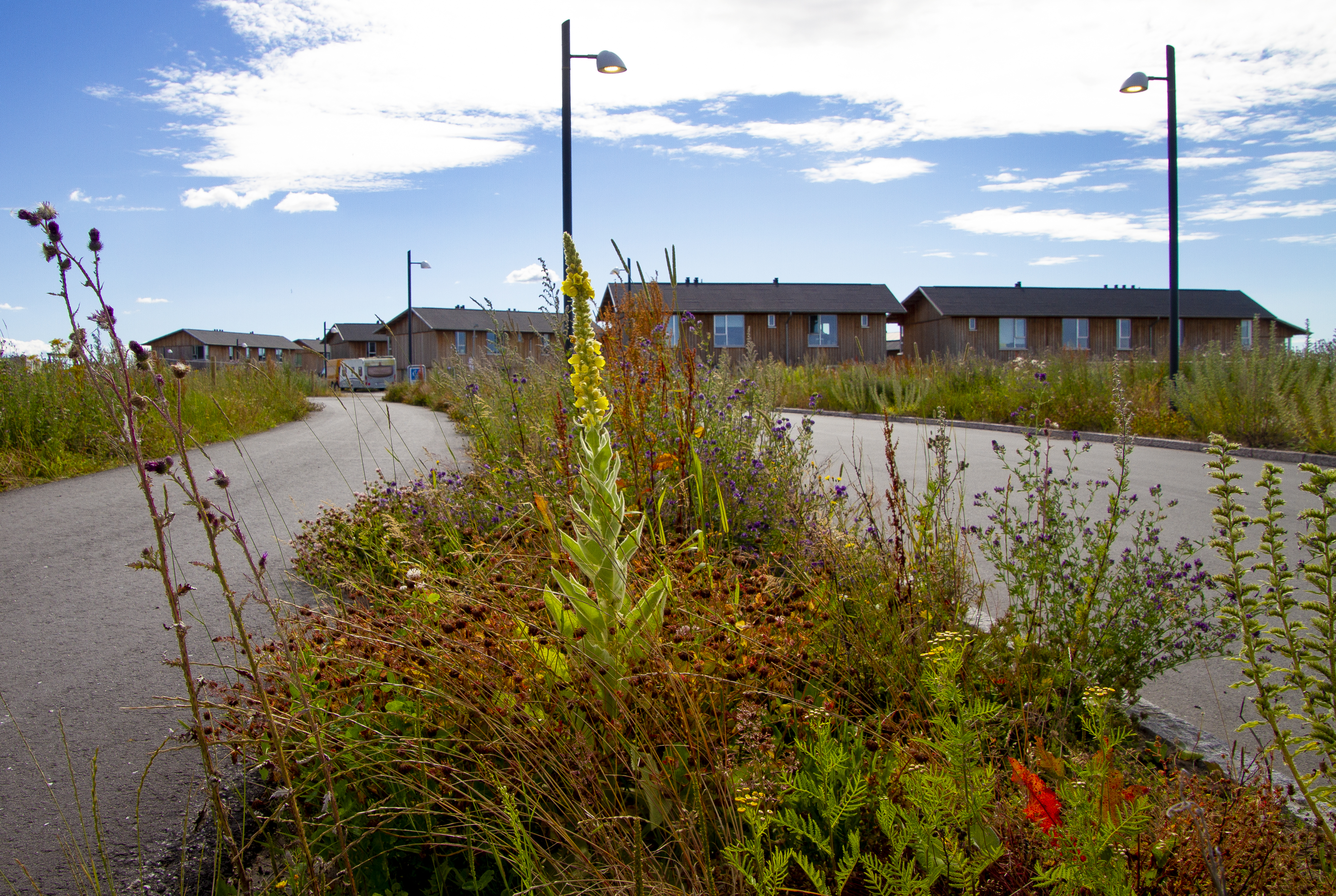 Mangfoldige, farverige vejkanter på Skademosen i Trekroner.  