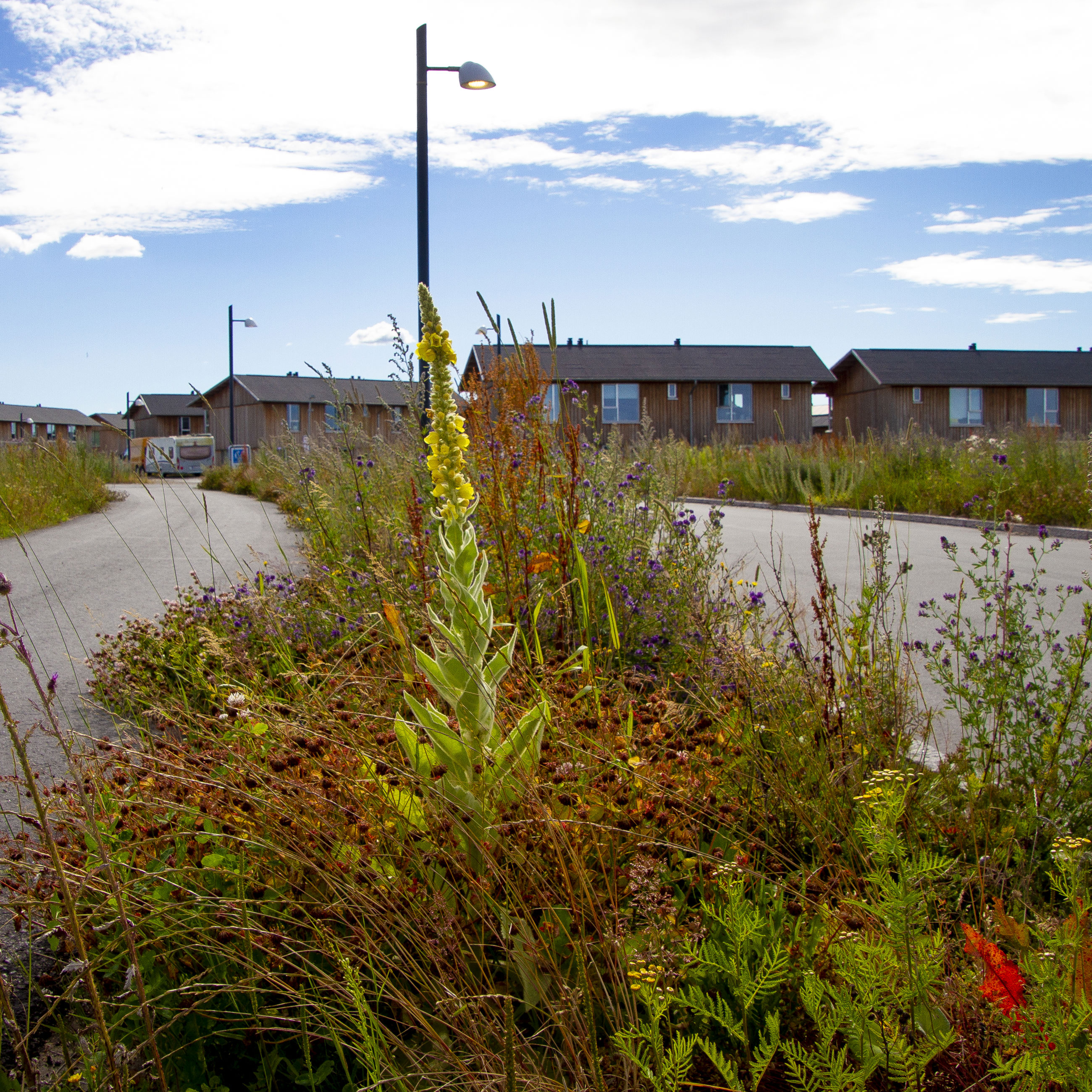 Mangfoldige, farverige vejkanter på Skademosen i Trekroner.