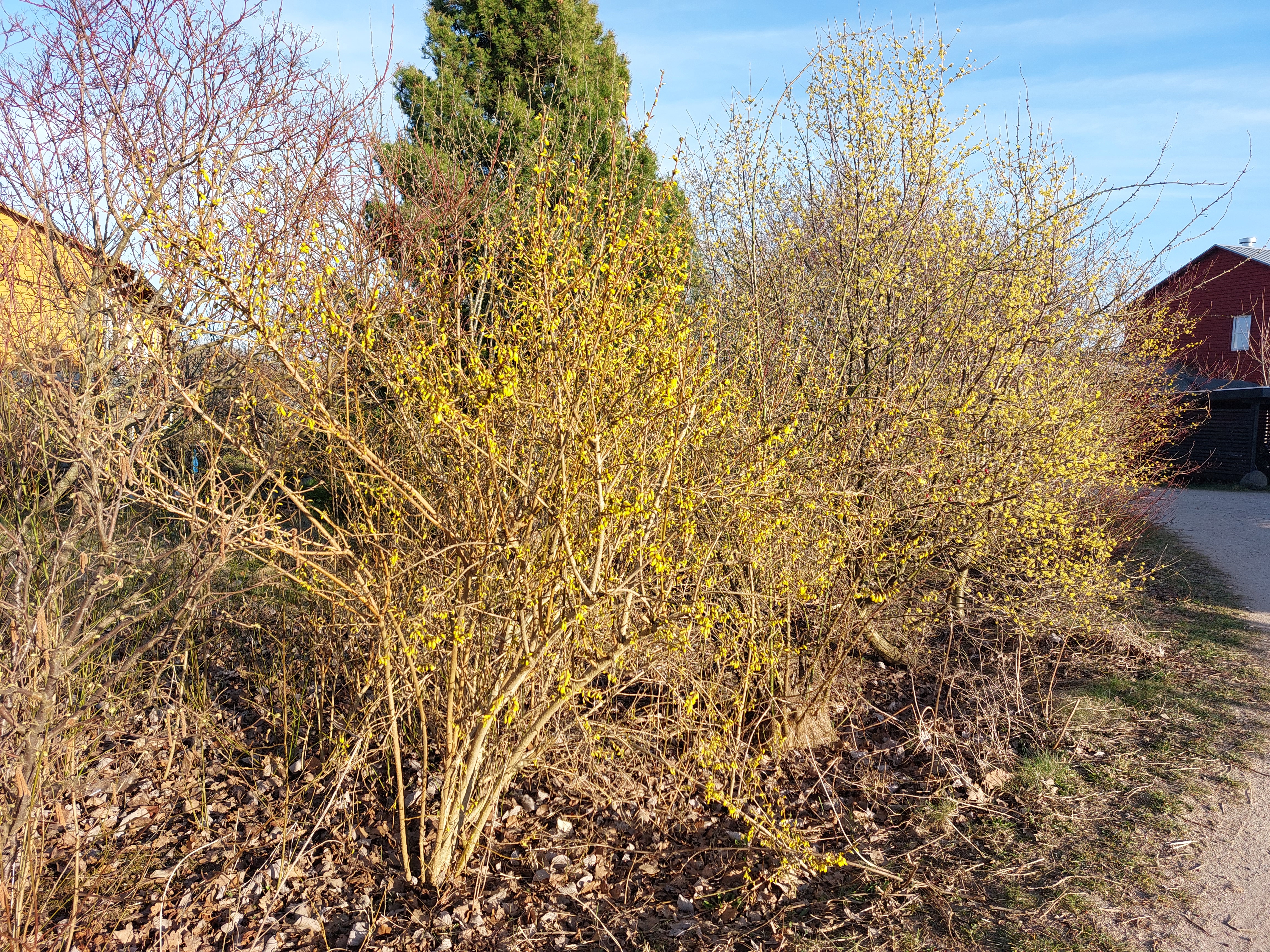 Sørg for, at der er et krat, der giver skygge, skjul og fødekilder. 