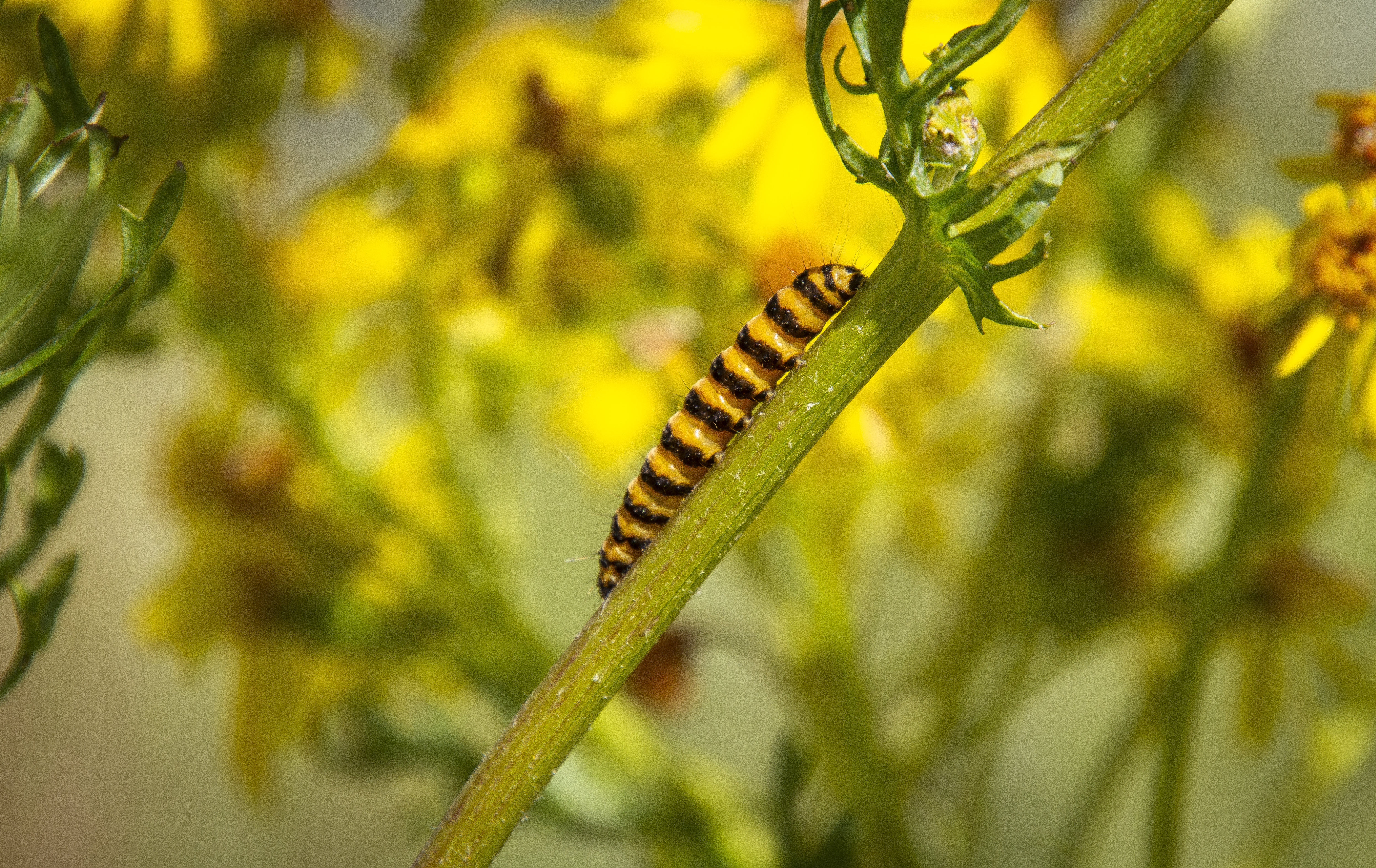 Natsommerfuglen Blodplets larve. 