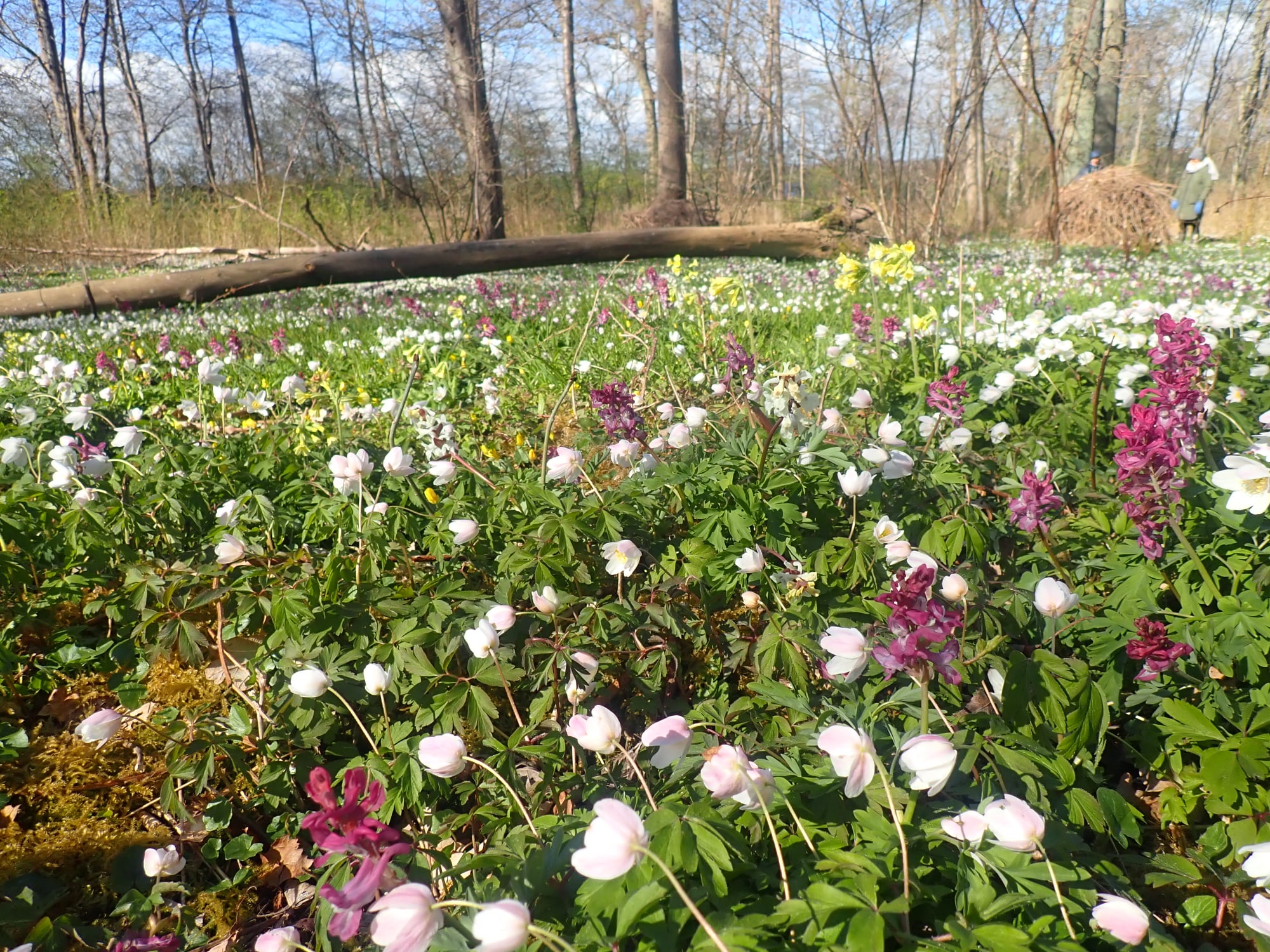 Flor af forårsblomster i Boserup Stævningsskov