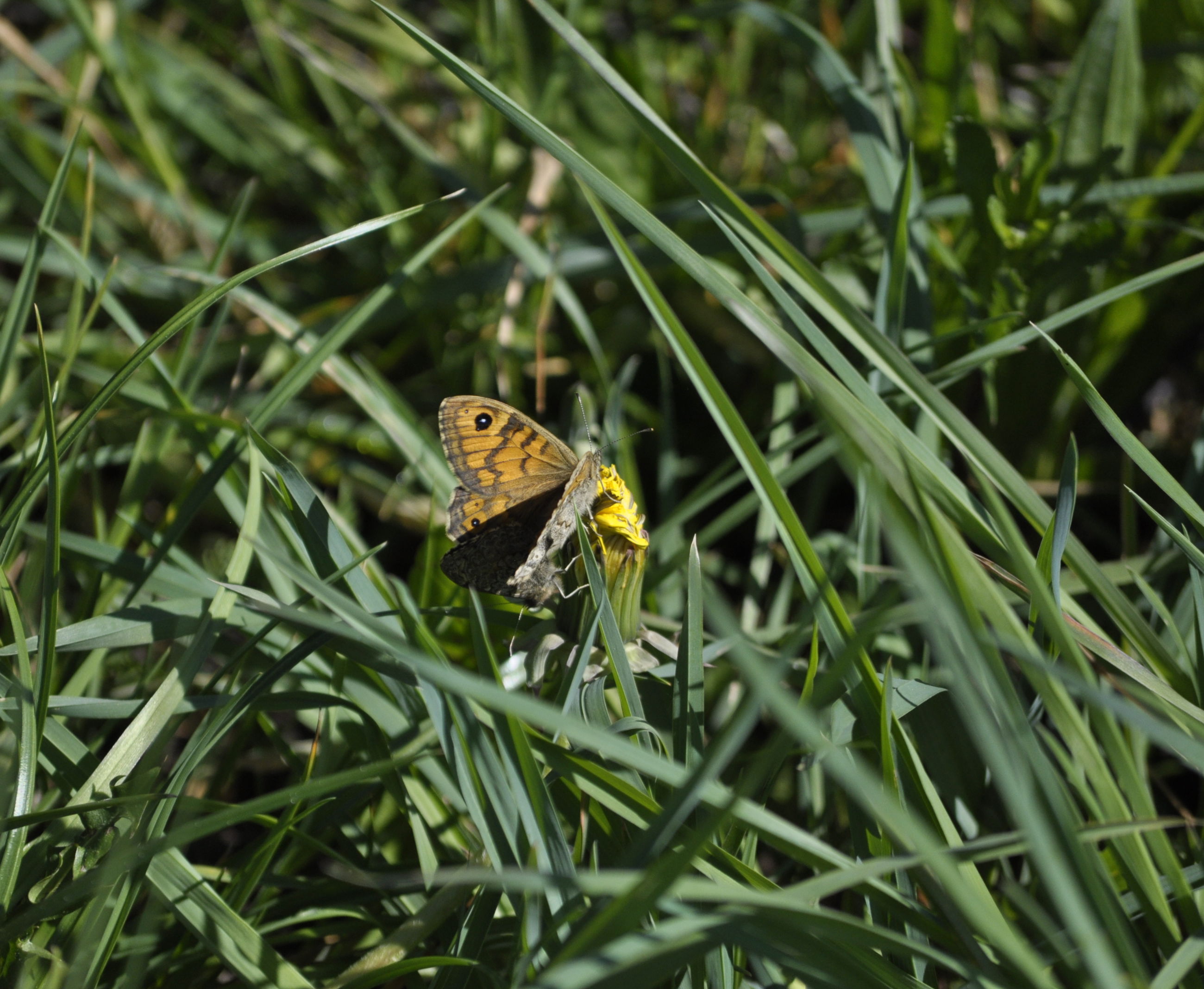 Vejrandøje på mælkebøtte, fundet ved Helligkorsparken. Foto: Rikke Milbak