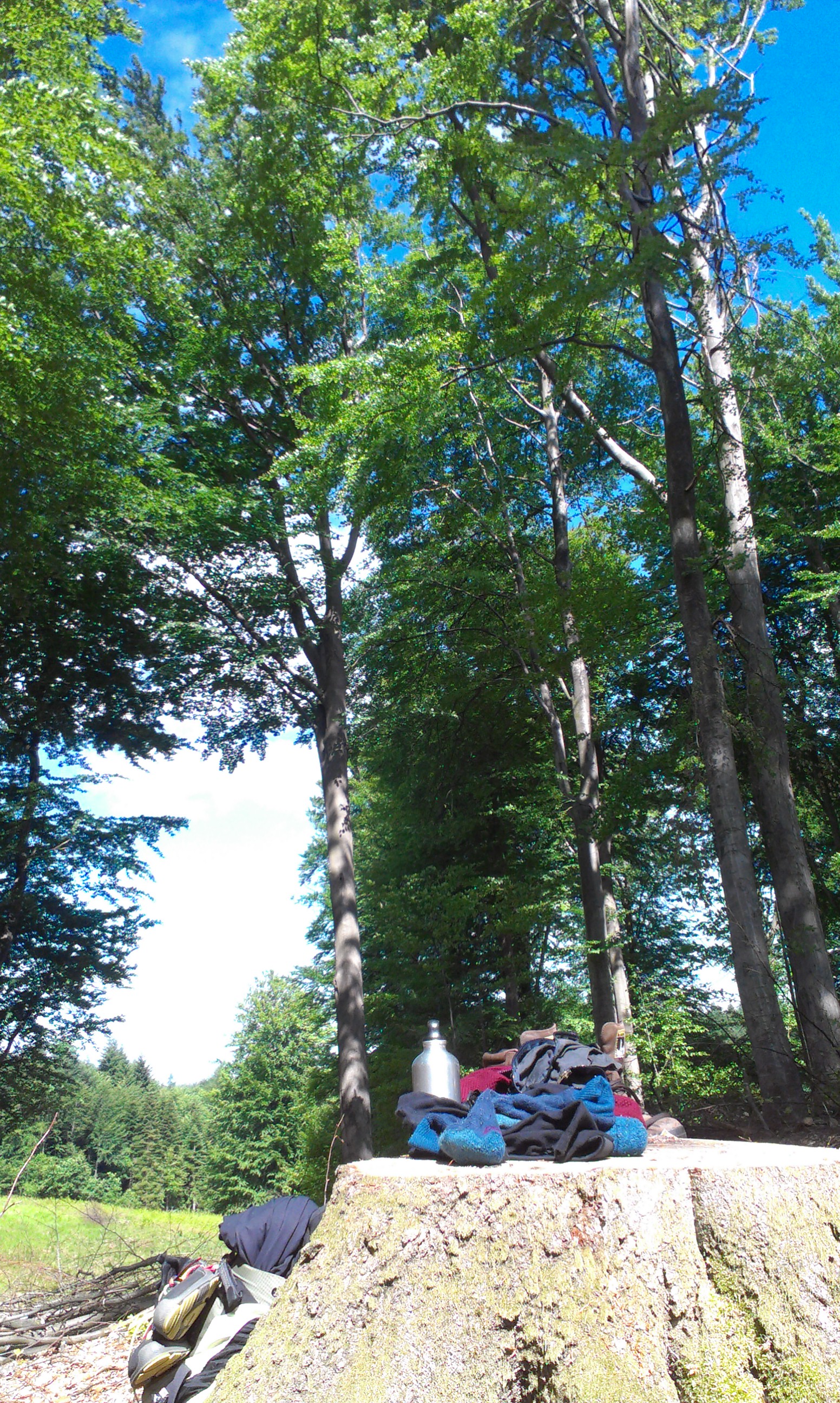 Tøj og flaske i forgrunden på en træstub og træer i baggrunden