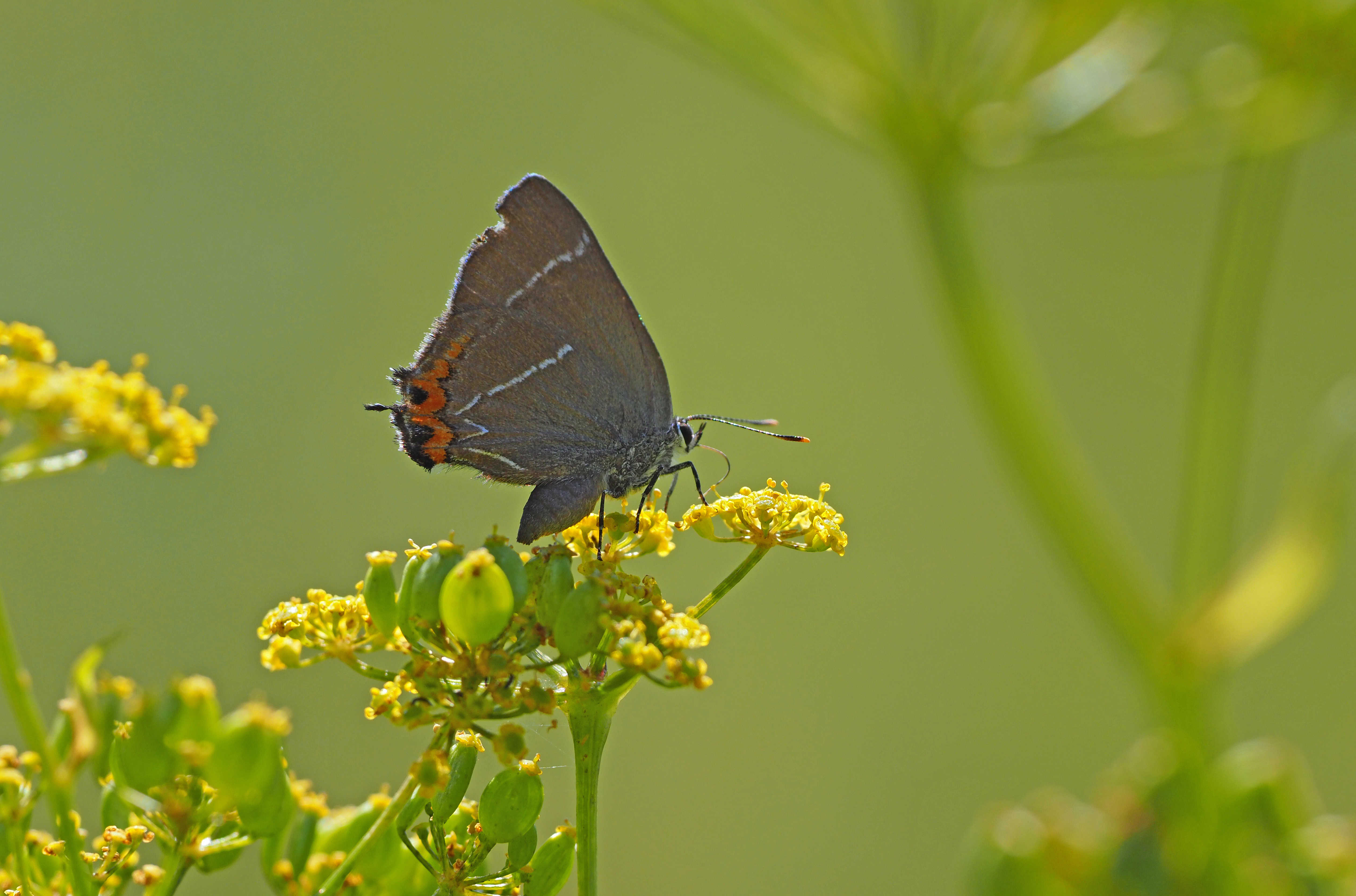 Sommerfuglen Det Hvide W's larver spiser kun blade fra elmetræer. Elmetræer er karakteristiske for netop Boserup Stævningsskov.