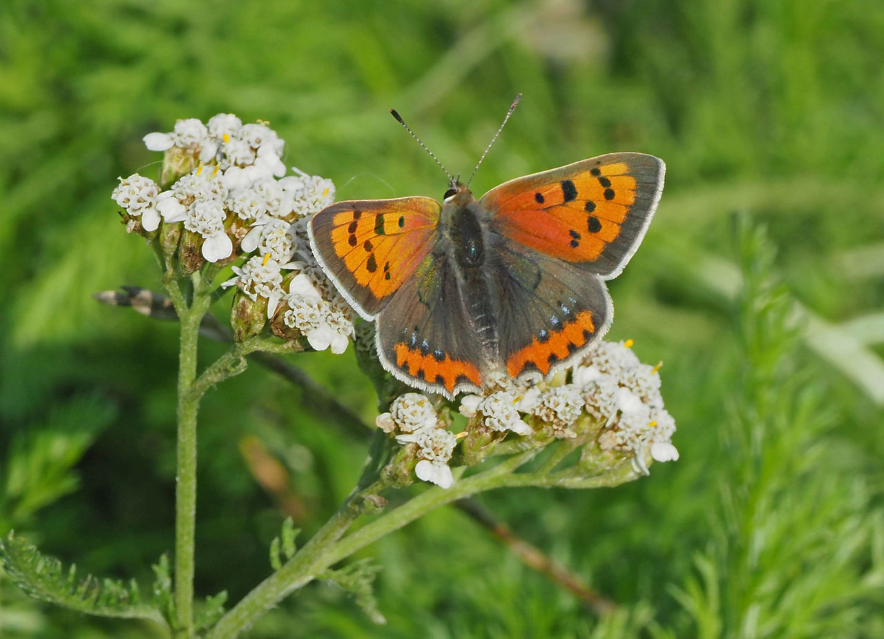 Lille Ildfugl på Røllike. Foto: Natur360