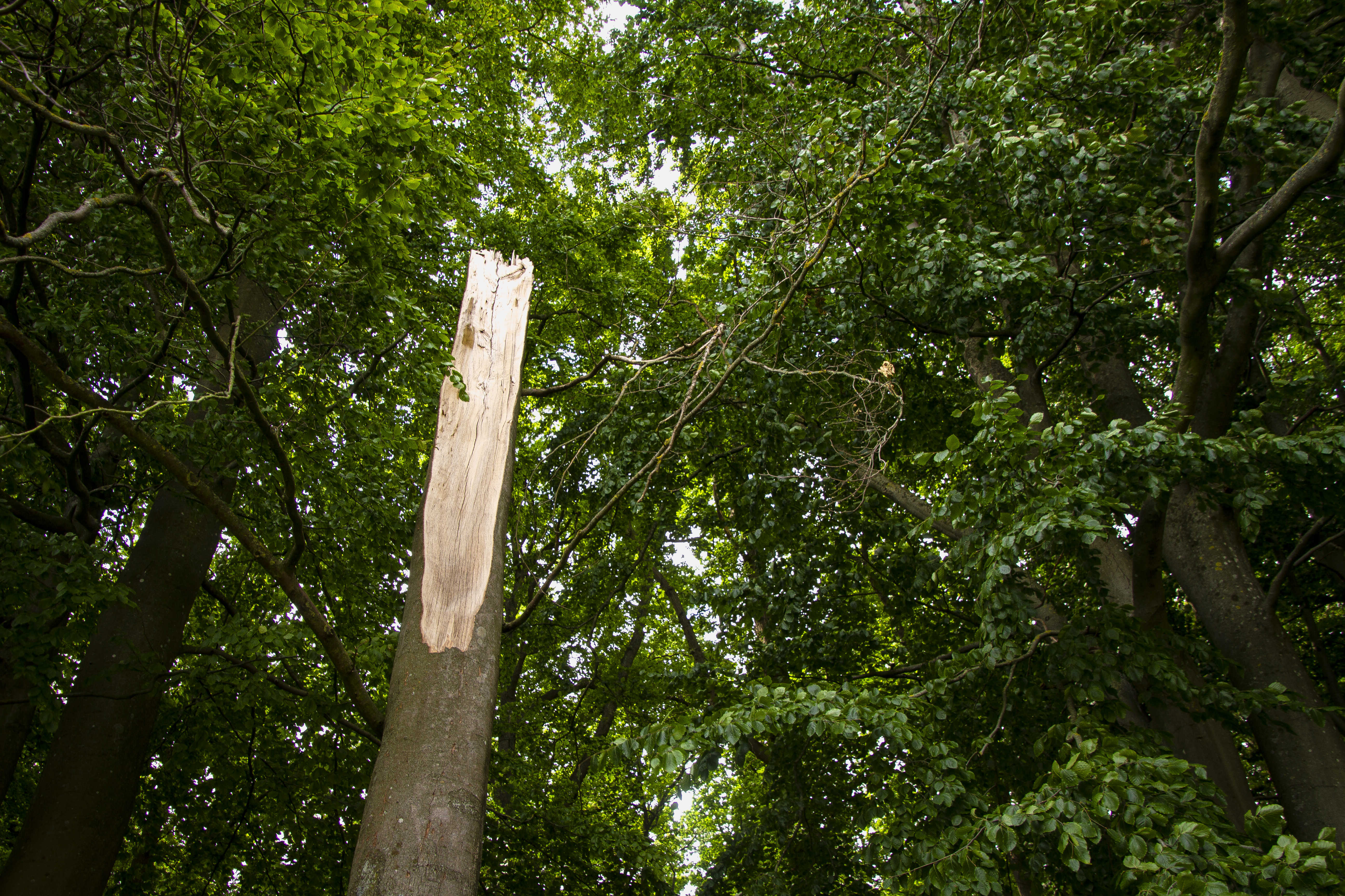 Veteraniseret træ i Folkeparken.