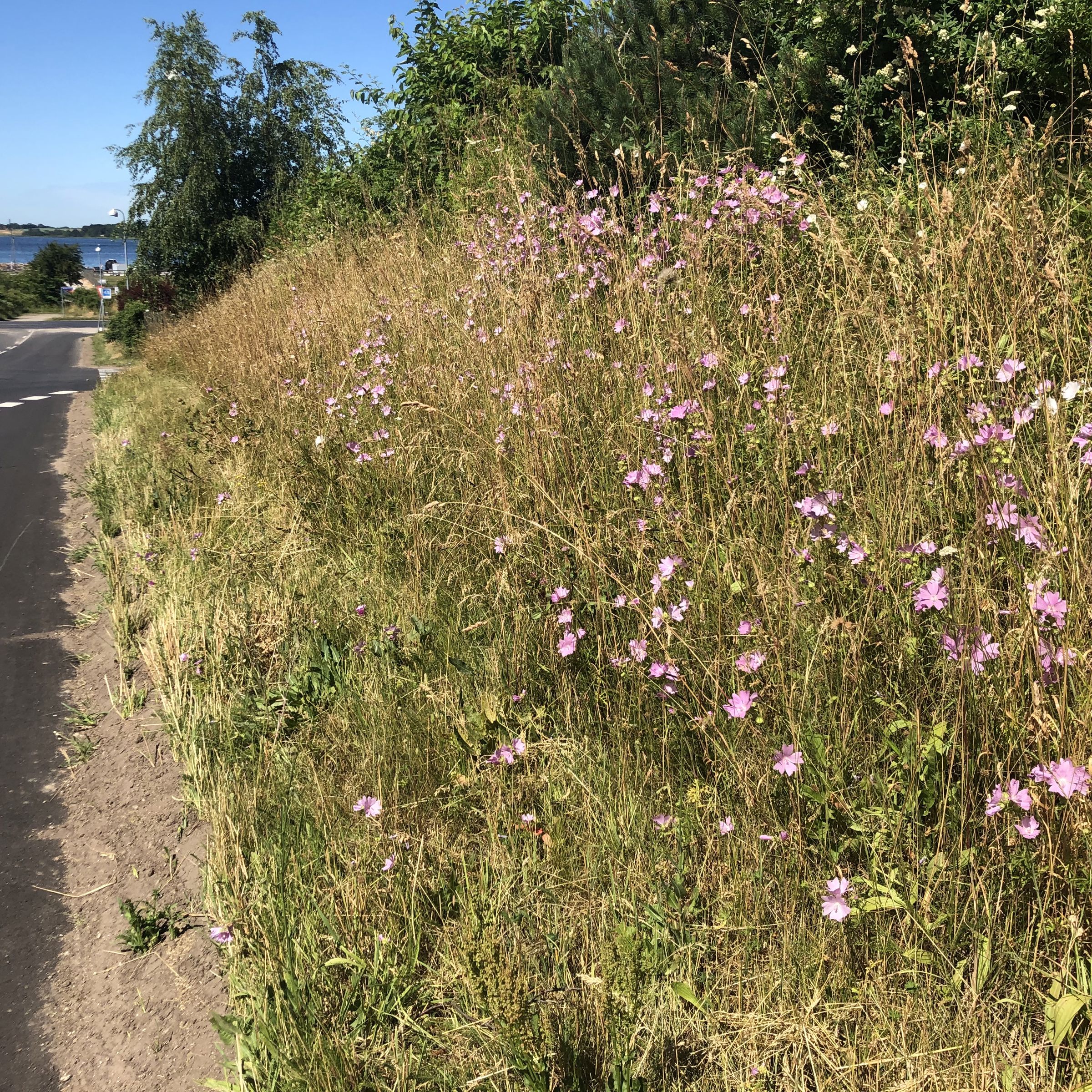 Dagpragtstjerne dominerer en strækning ved Rådalsvej. Her er kun det inderste skår slået.