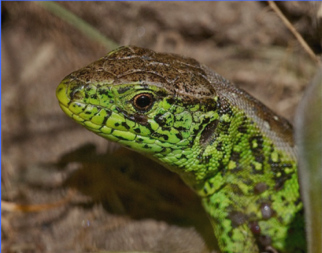 Meget grønt markfirben.