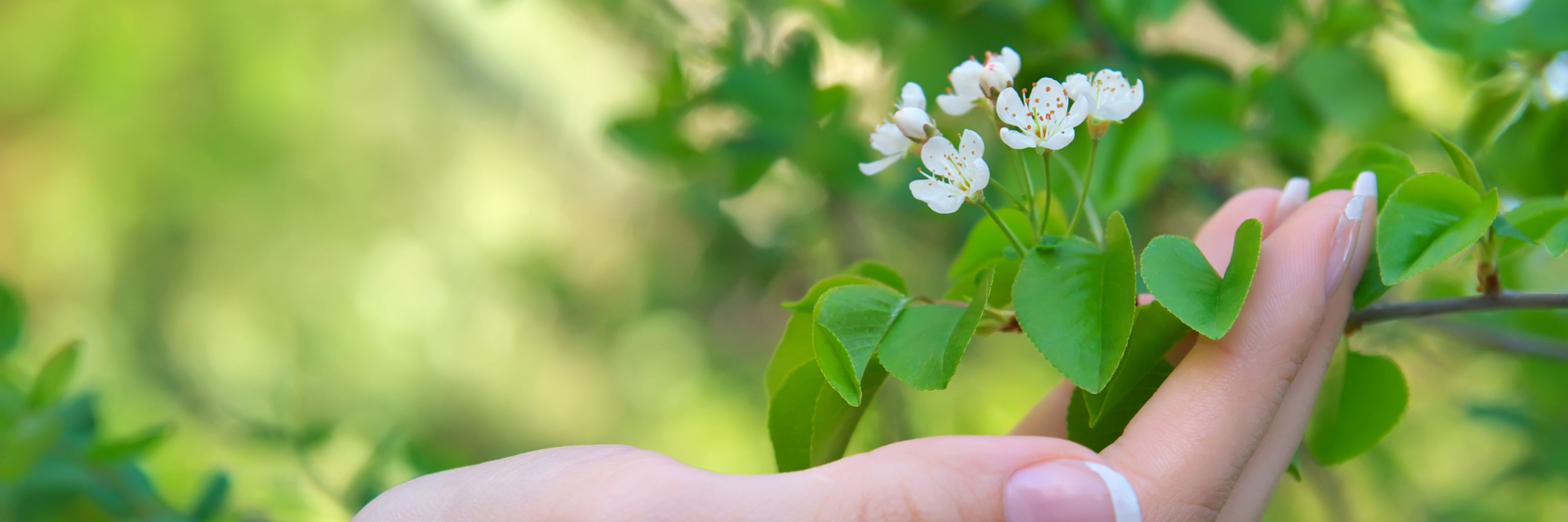 Billede af hånd der holder hvide blomster