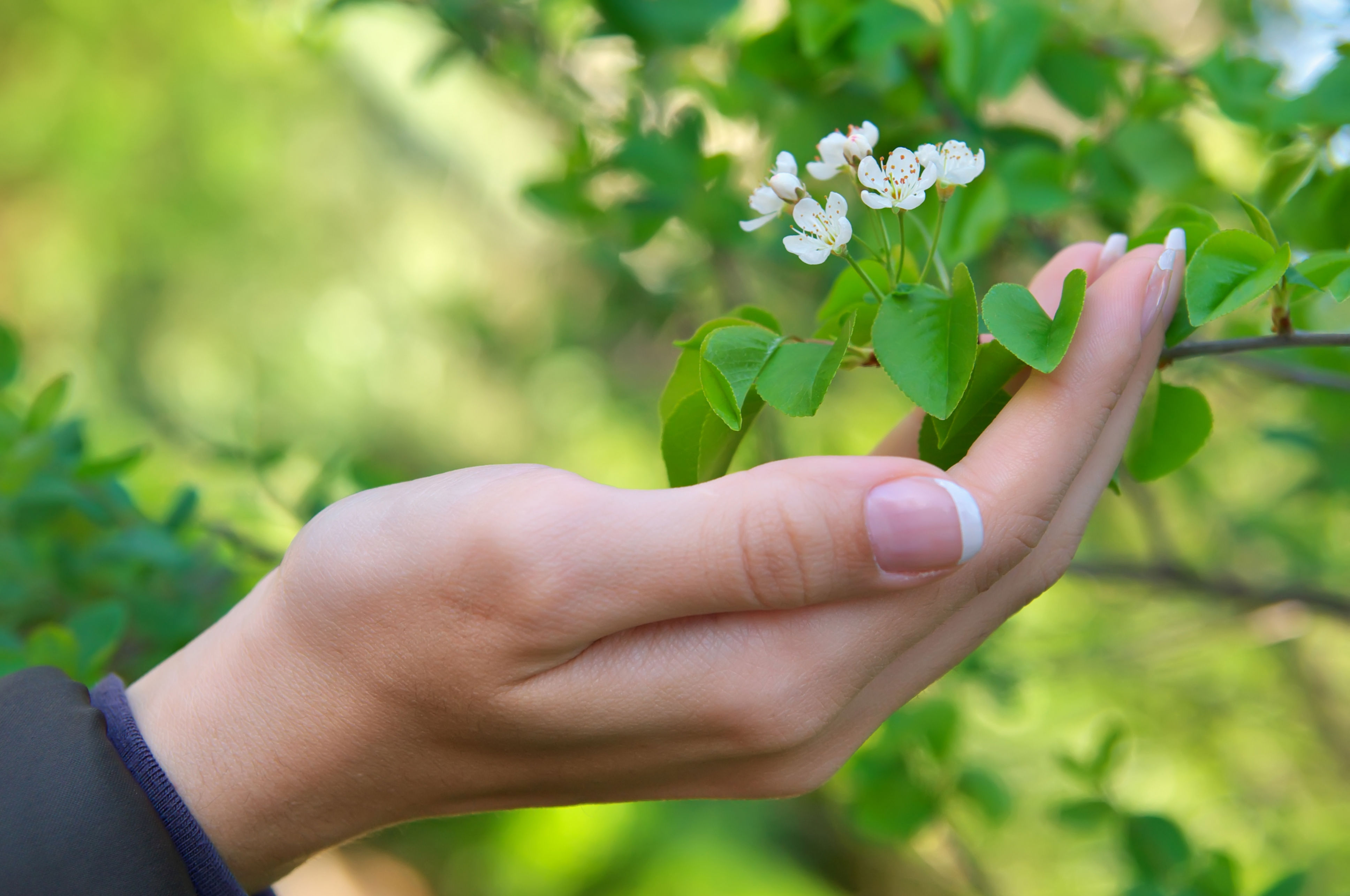 Billede af hånd der holder hvide blomster