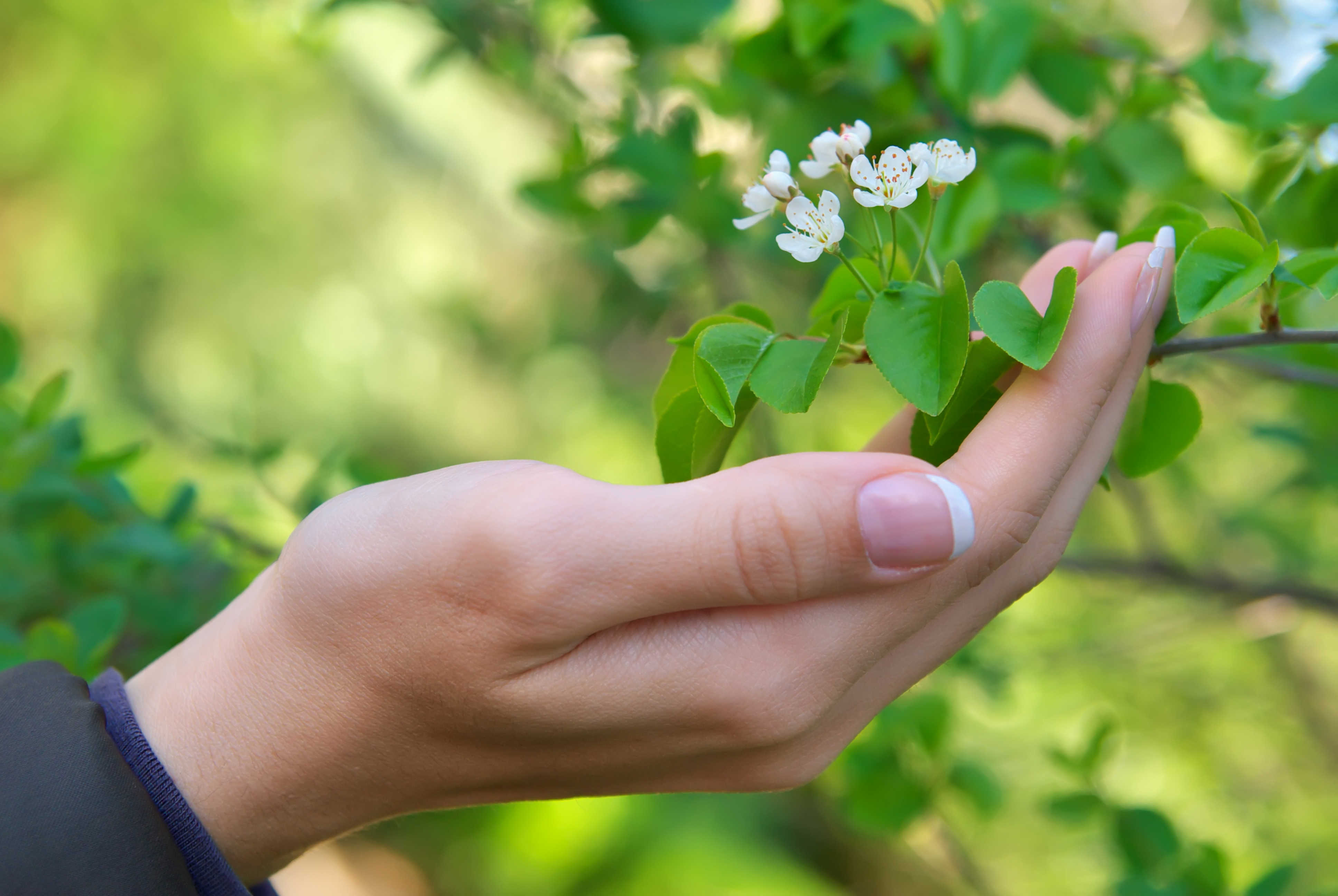 Billede af hånd der holder hvide blomster