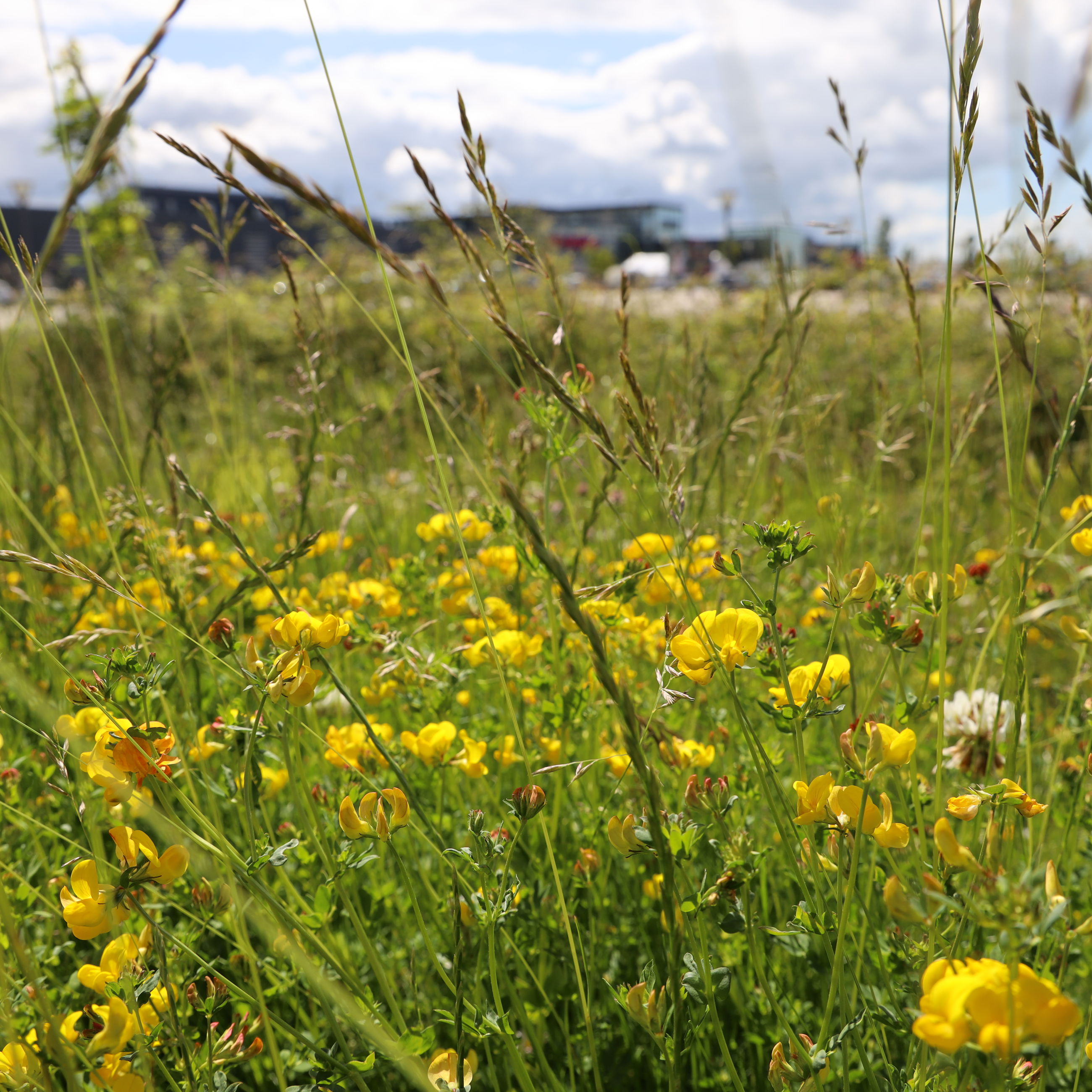 Almindelig kællingetand, hvidkløver og lancetvejbred er nogle af de arter du kan møde på din indkøbstur.