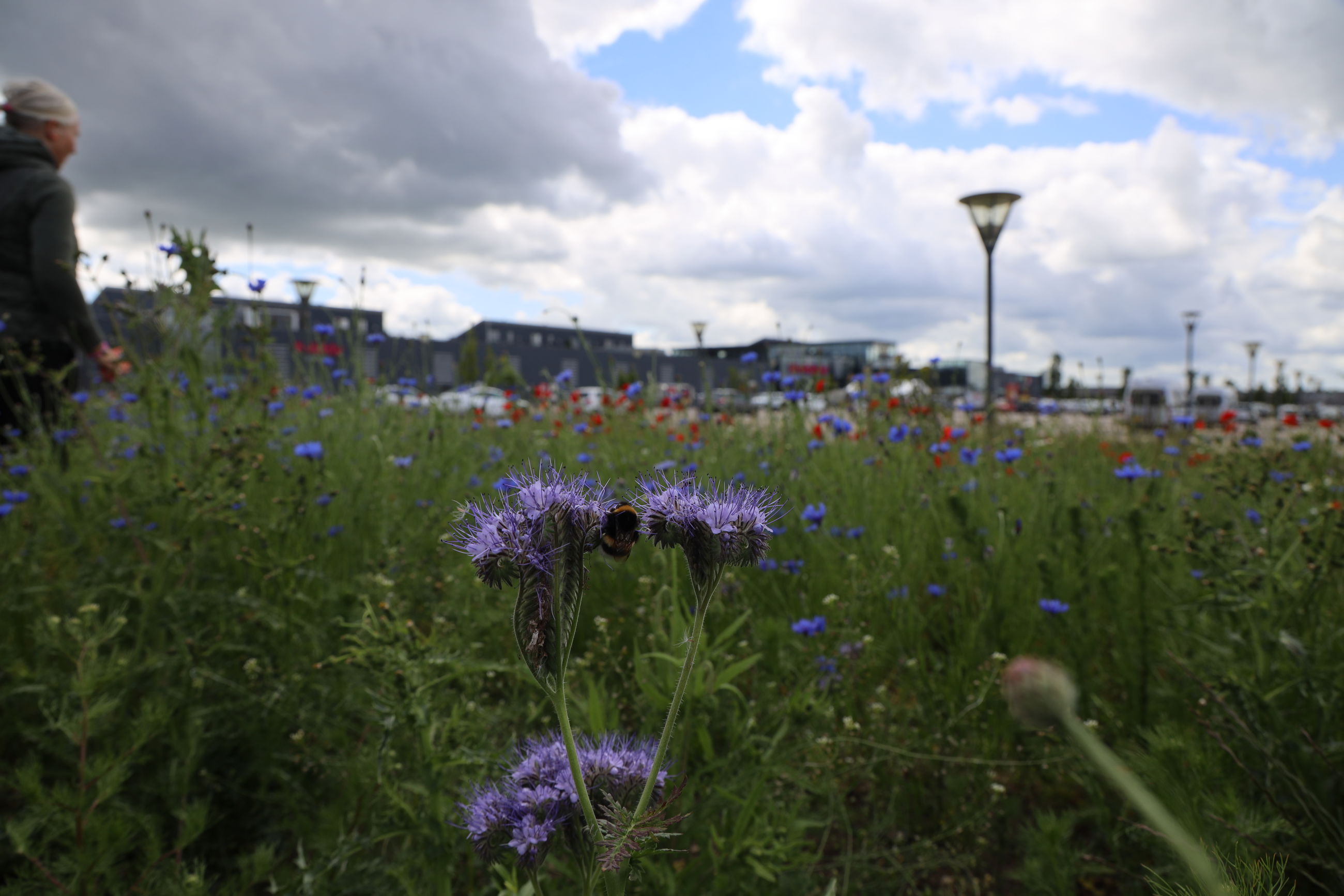Det kan være sjovt at gå på opdagelse blandt blomster og insekter. Måske lærer du nogle nye arter at kende?