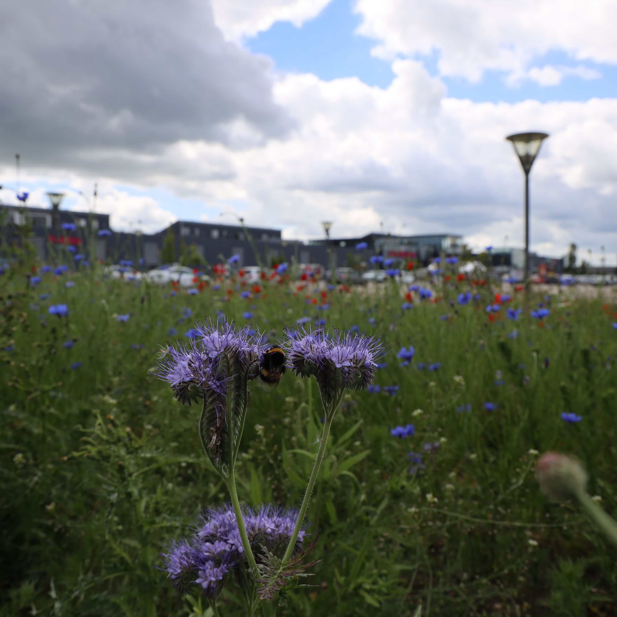 Det kan være sjovt at gå på opdagelse blandt blomster og insekter. Måske lærer du nogle nye arter at kende?