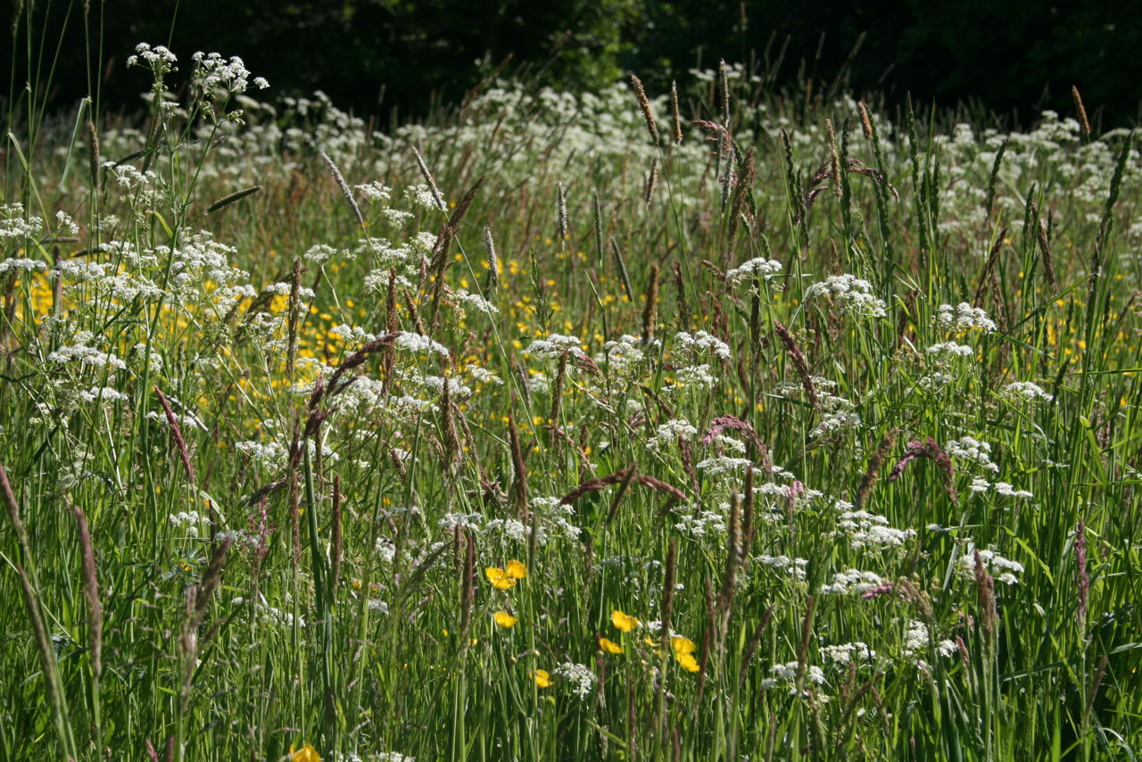 7: Erstat den monokulturelle græsplæne (eller dele af den) med et blomstrende græsland.