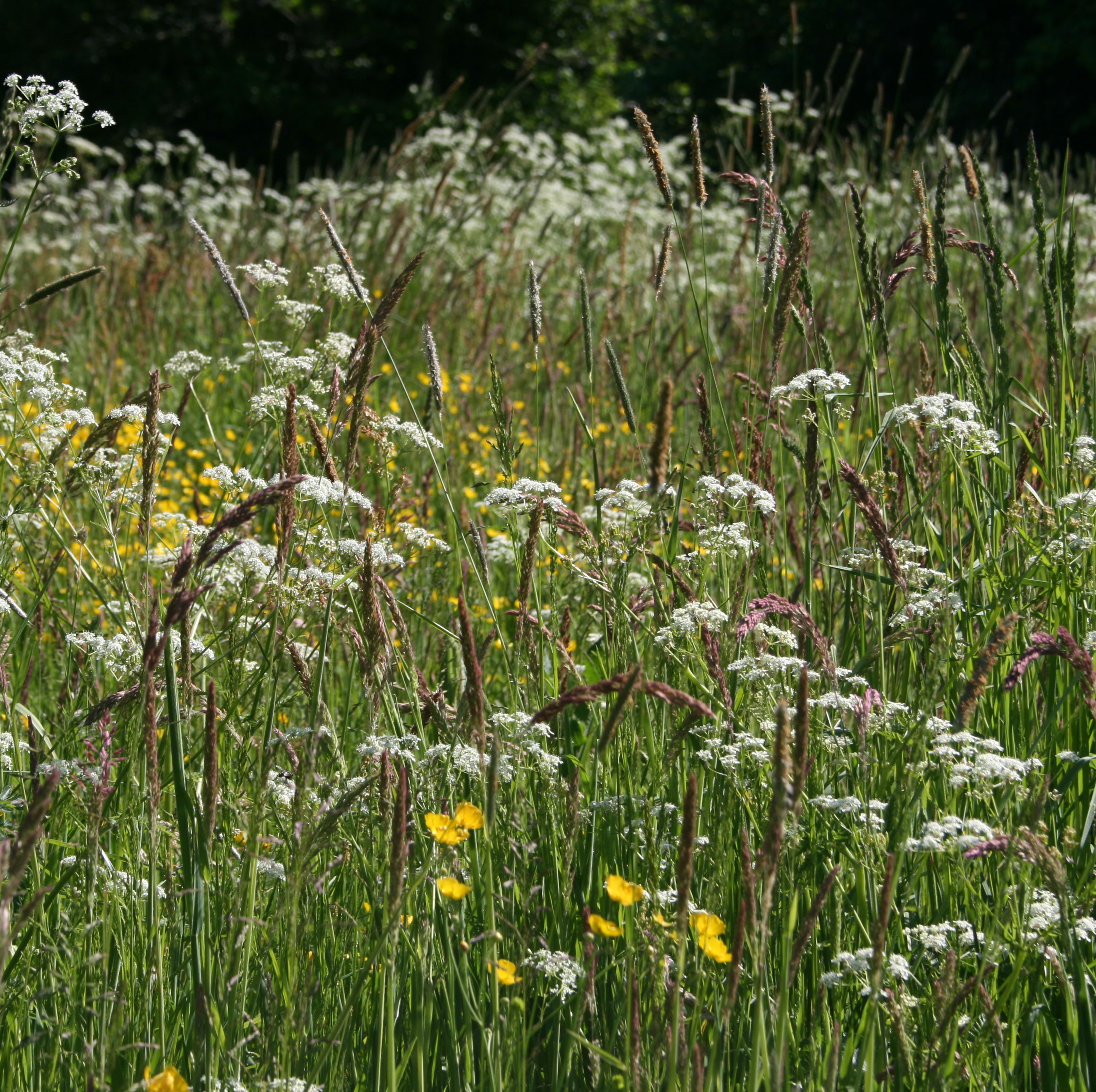 7: Erstat den monokulturelle græsplæne (eller dele af den) med et blomstrende græsland.