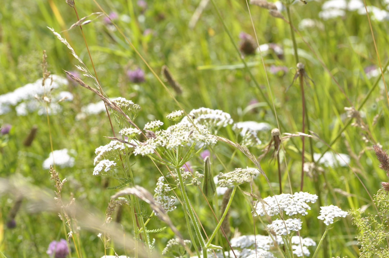 Blomstrende urter.