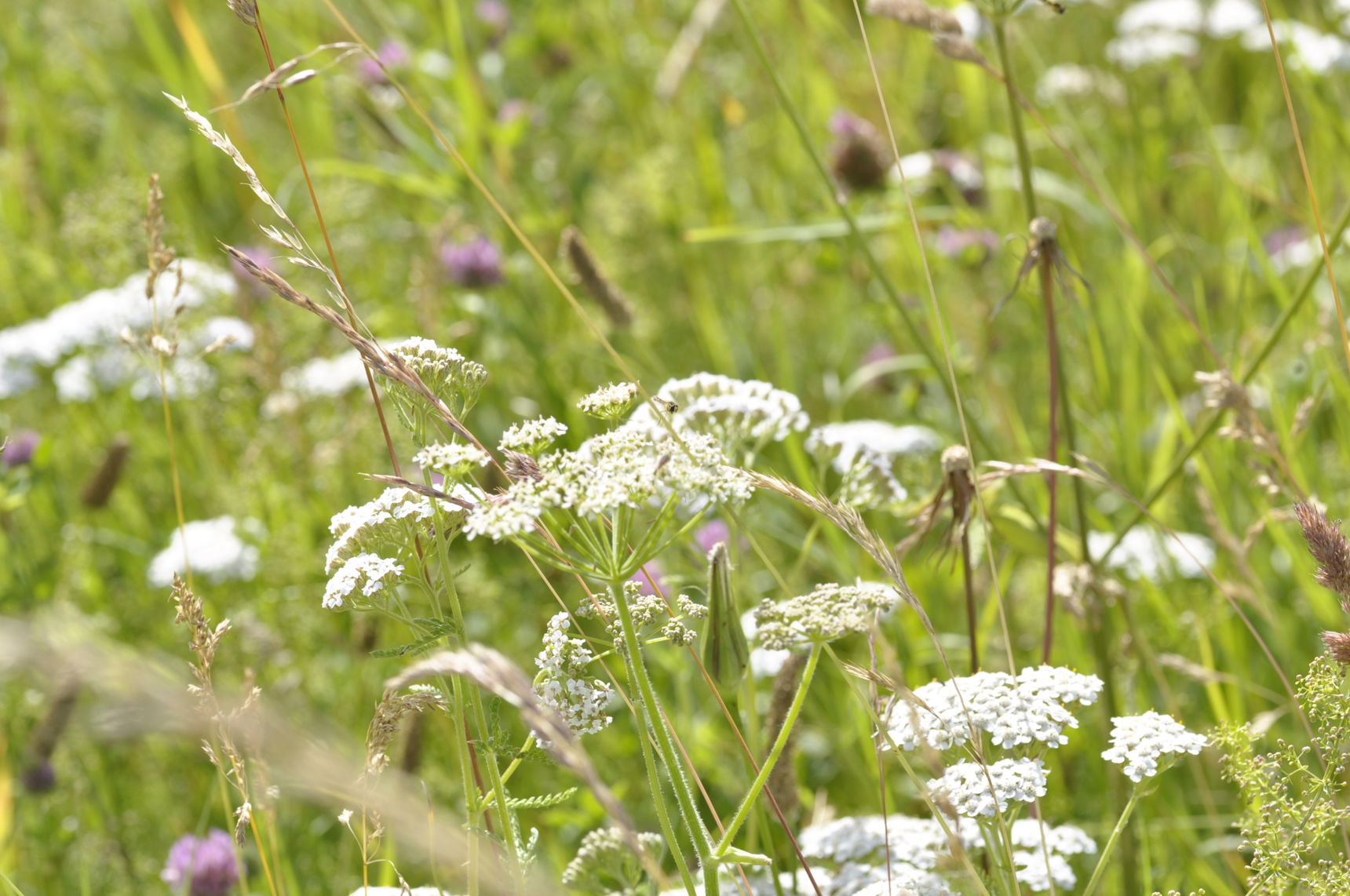Blomstrende urter.