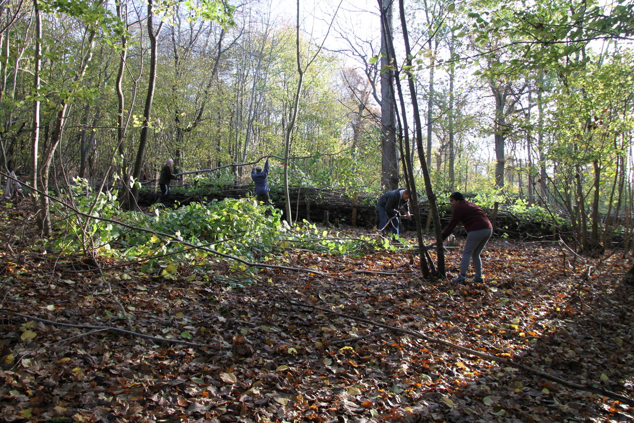 Bæredygtig skovdrift og -pleje med Boserup Stævningslaug