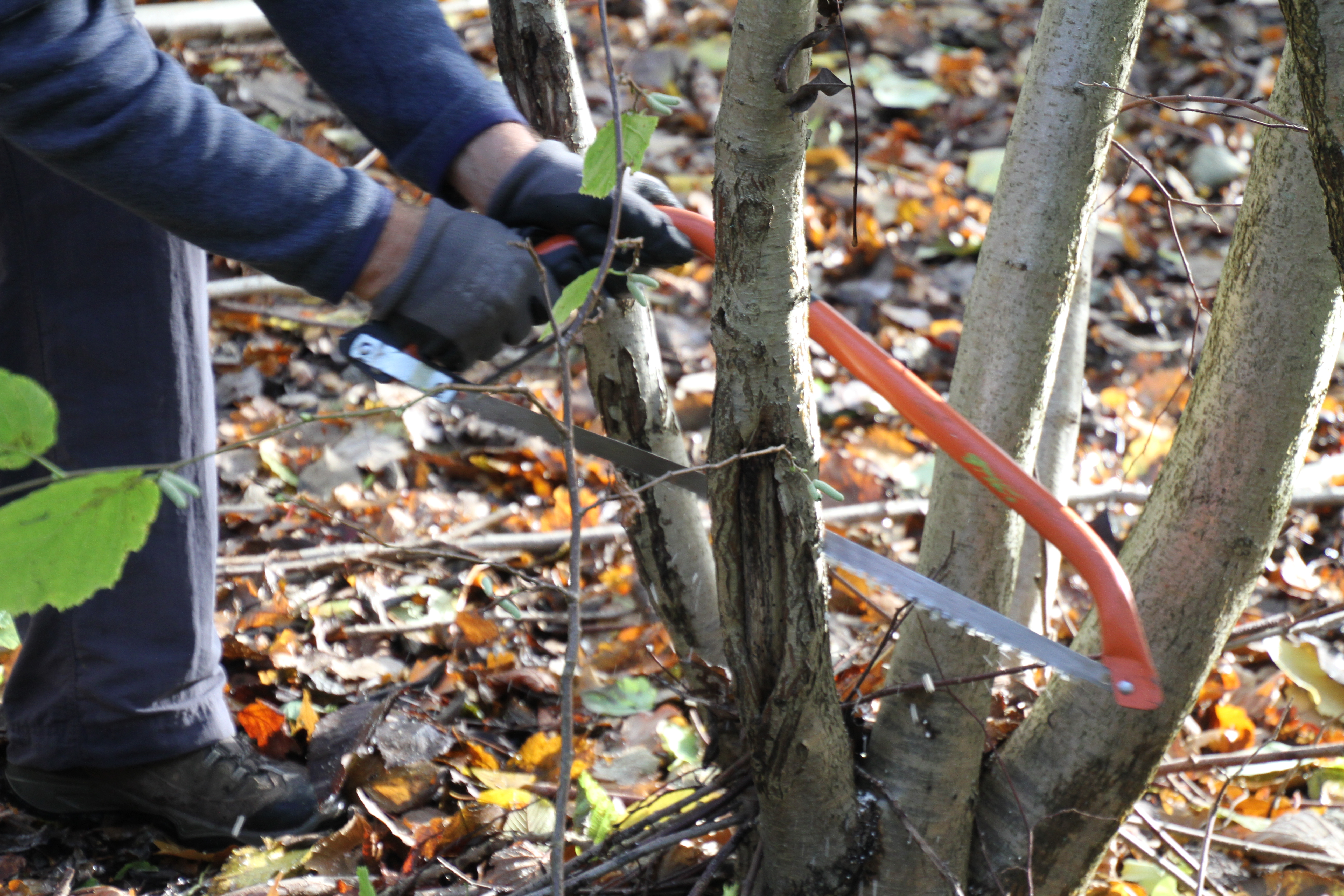 Saven er et flittigt brugt redskab i stævningsskoven. 
