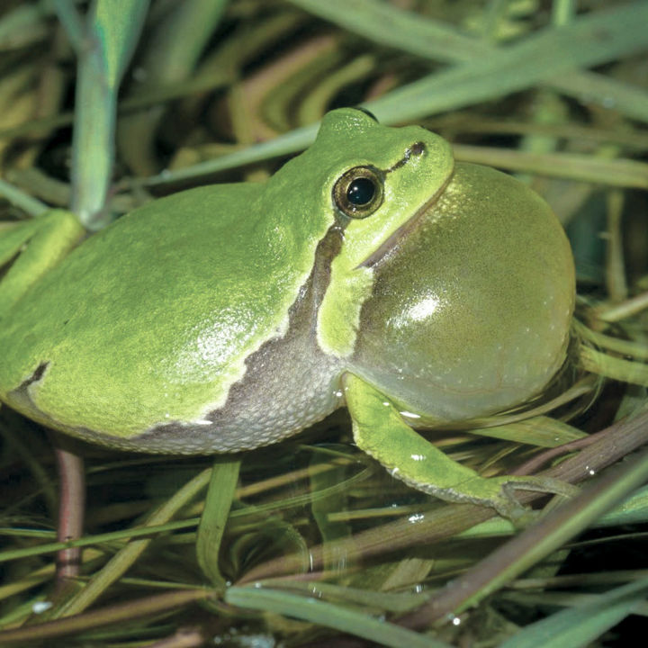 Løvfrø.