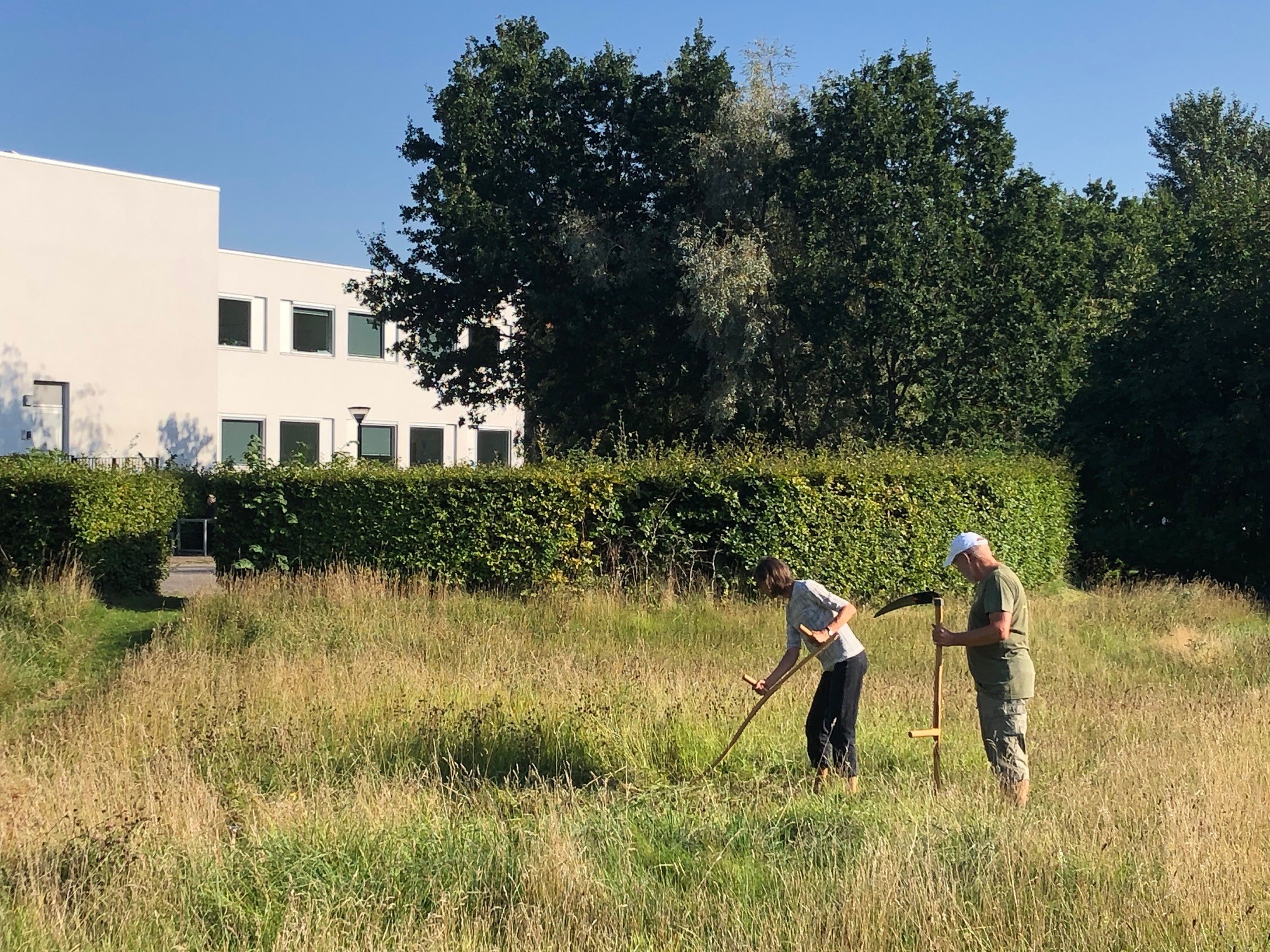 Det er en god ide at slå græsset med le, da det er meget skånsomt for livet i græsset.