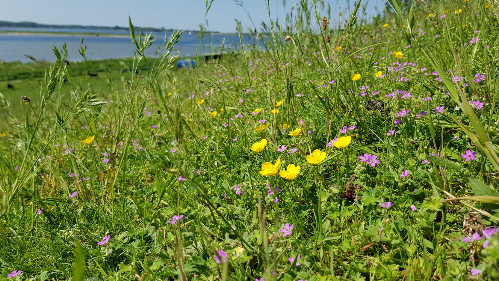 Lavt blomstrende urter på skråningen ned mod Roskilde Fjord i Helligkorsparken.