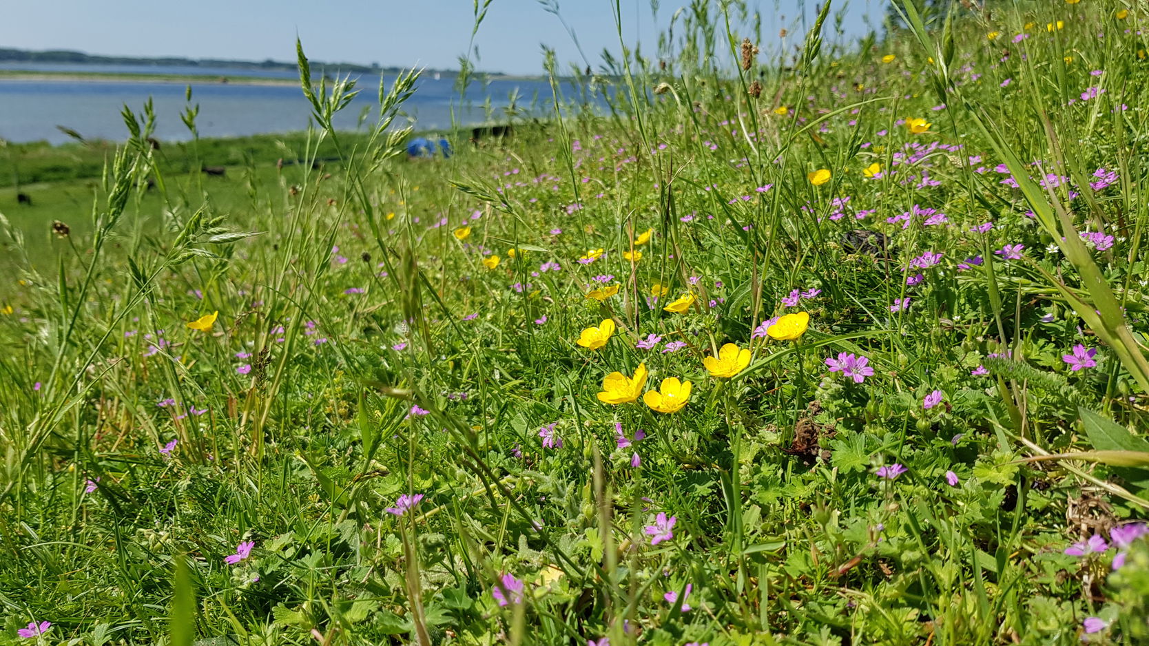 Lavt blomstrende urter på skråningen ned mod Roskilde Fjord i Helligkorsparken.