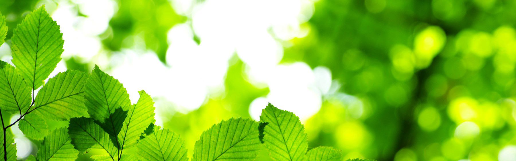 Billede af blade på bøgetræ