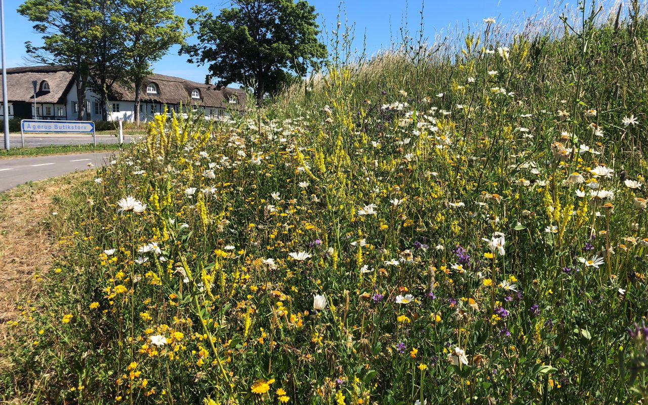 Vejkant med vilde blomster.