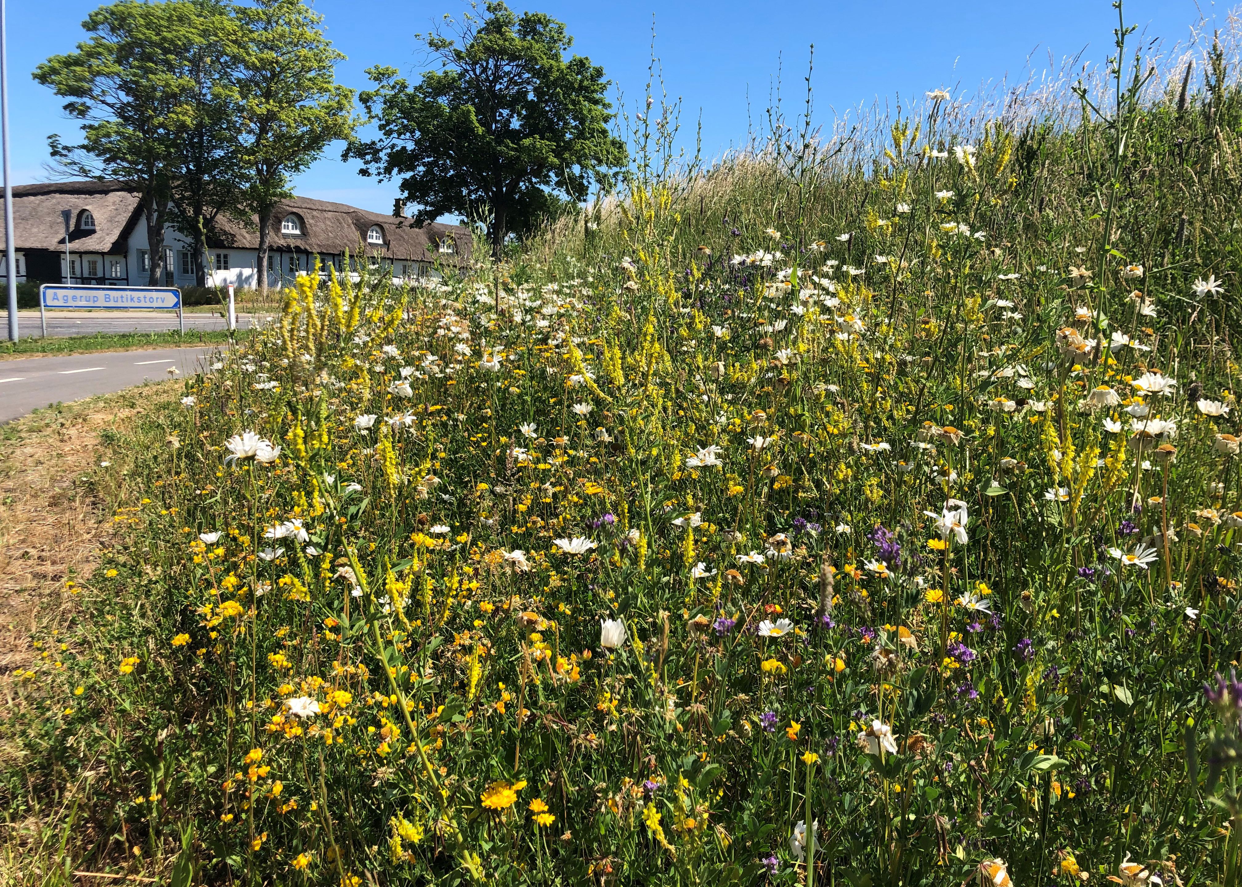 Vejkant med vilde blomster.