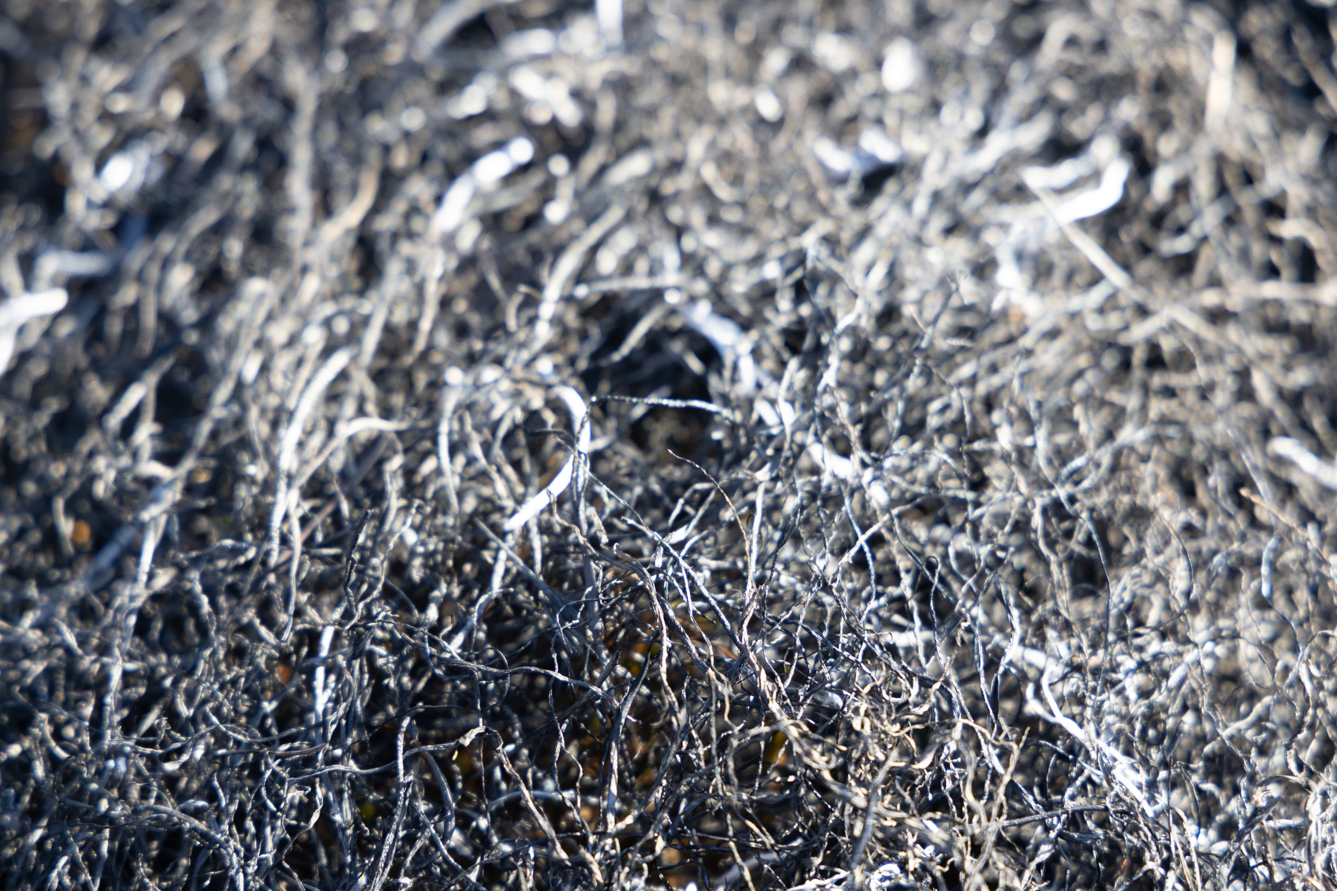 Forkullet græs efter afbrænding.