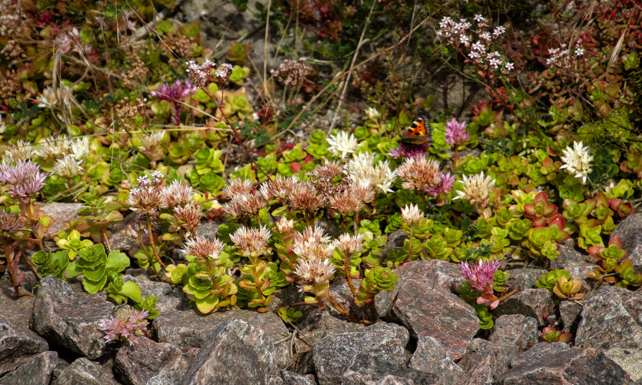 Sommerfugle spiser og får varmen på stenbedene i rundkørslen mellem Skrænten og Trekroner Parkvej.