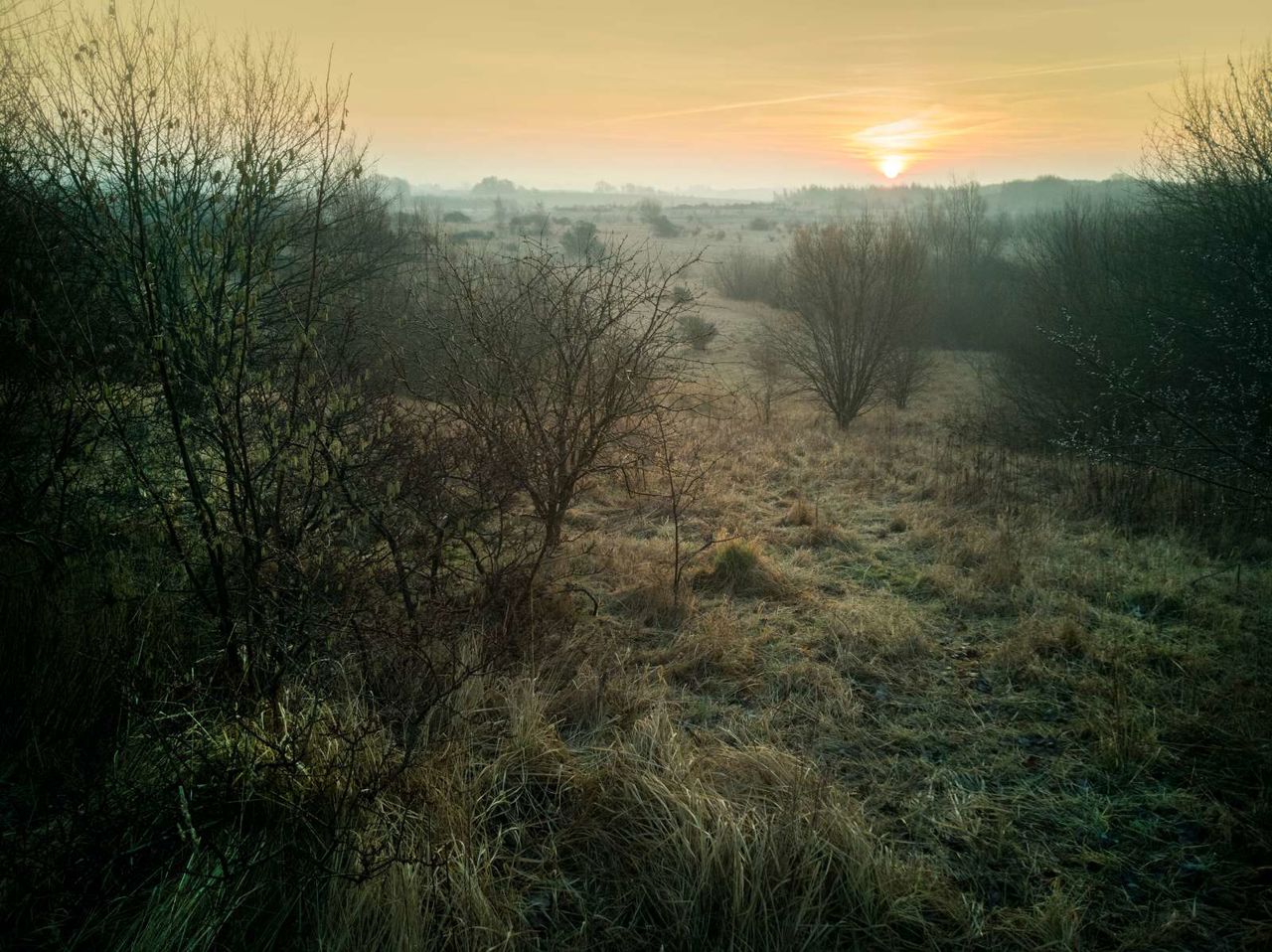 Himmelev skov