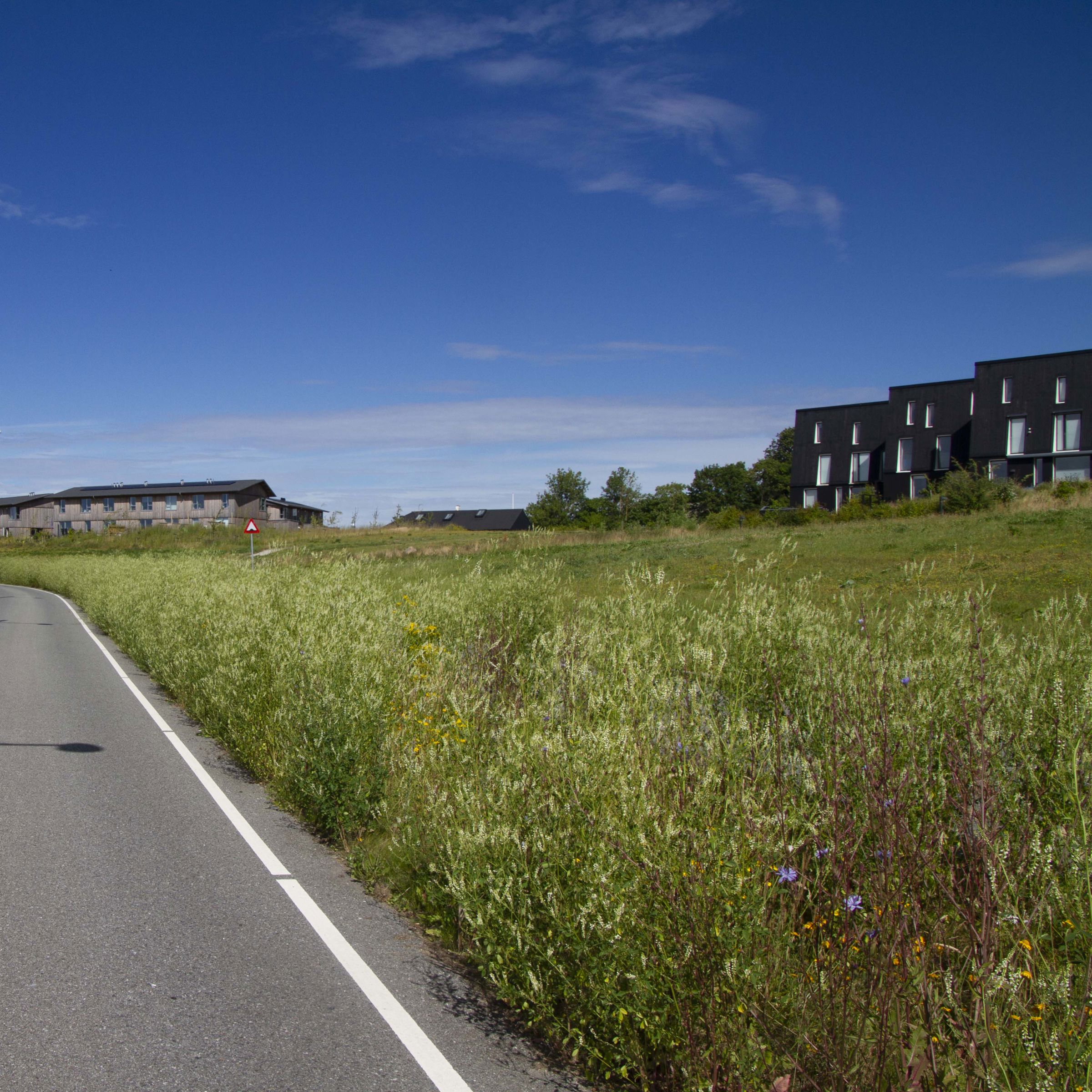 Hvid Stenkløver dominerede vejtruget på Skrænten i Trekroner i sommeren 2022.