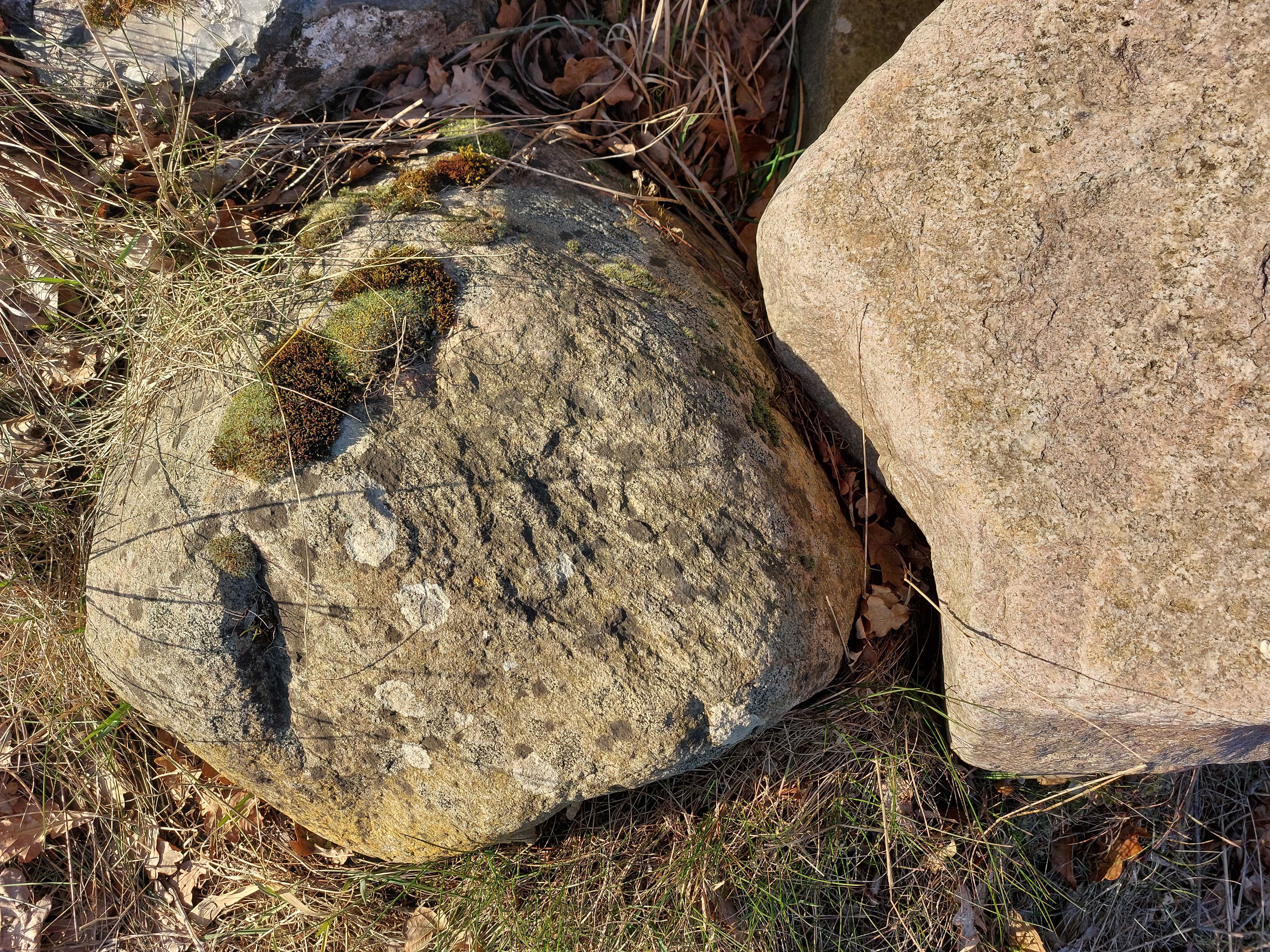 Sten - et levested for mosser og laver.