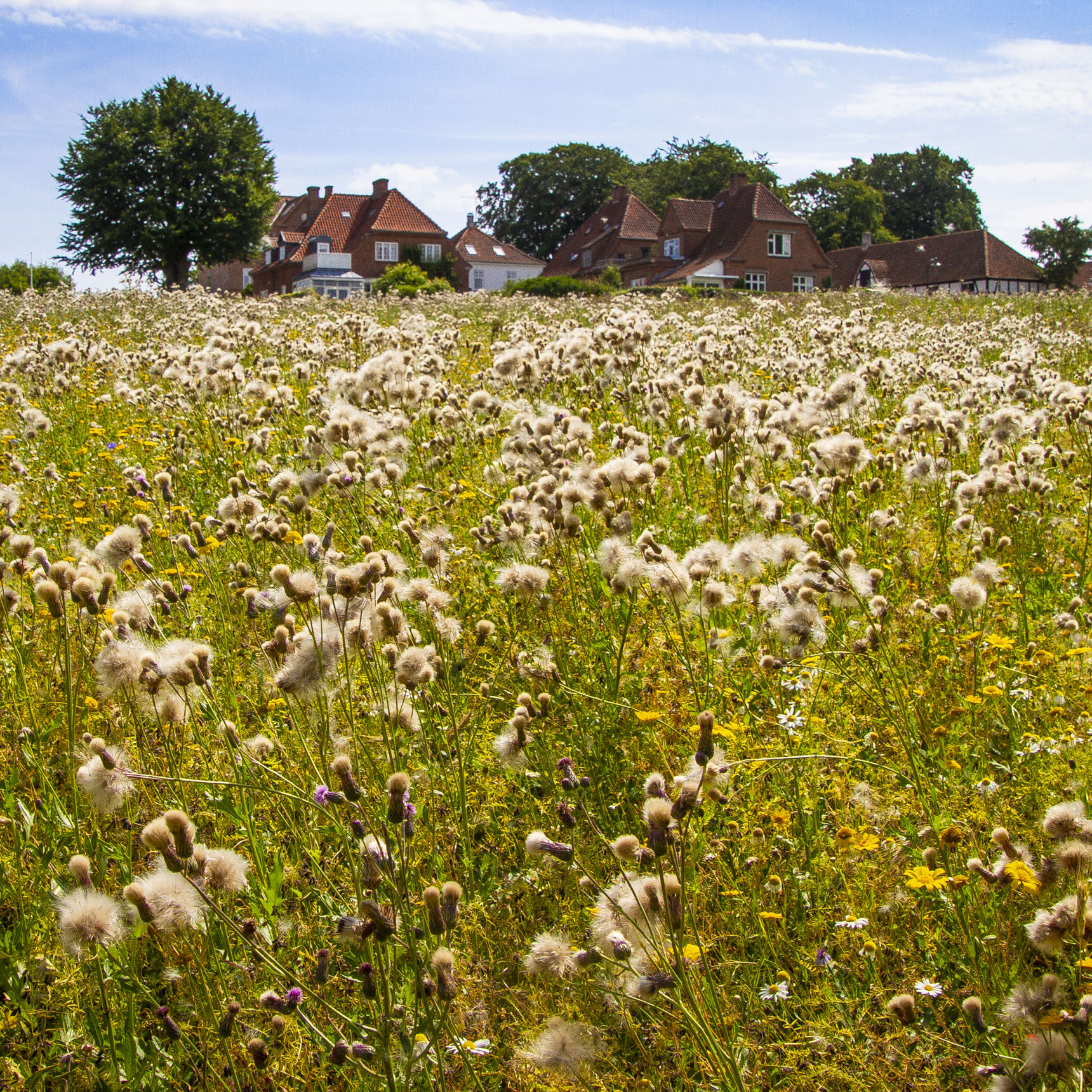 Biodiversitetspuljen