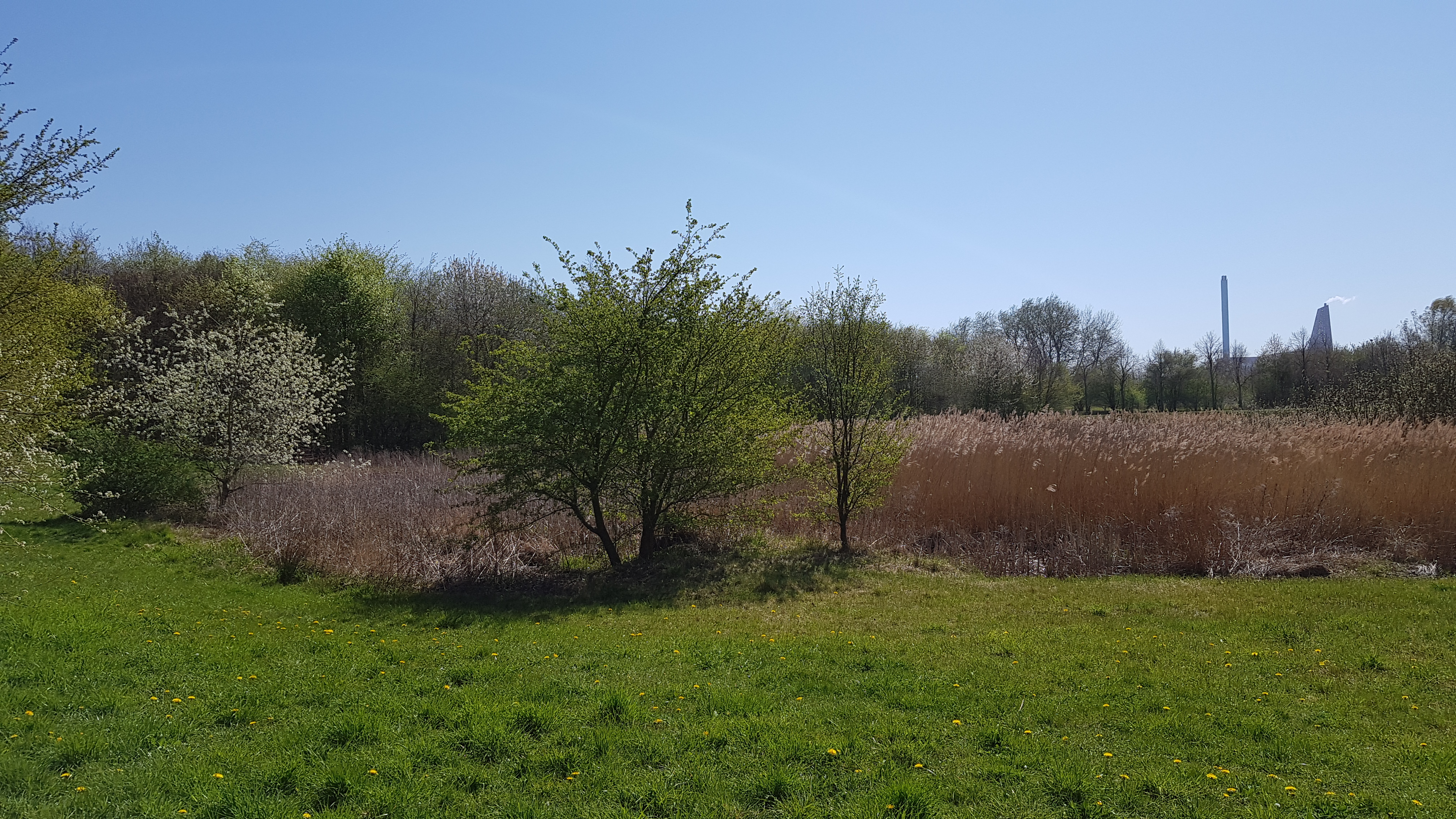 Landskabsbillede fra 1000-års skoven. 